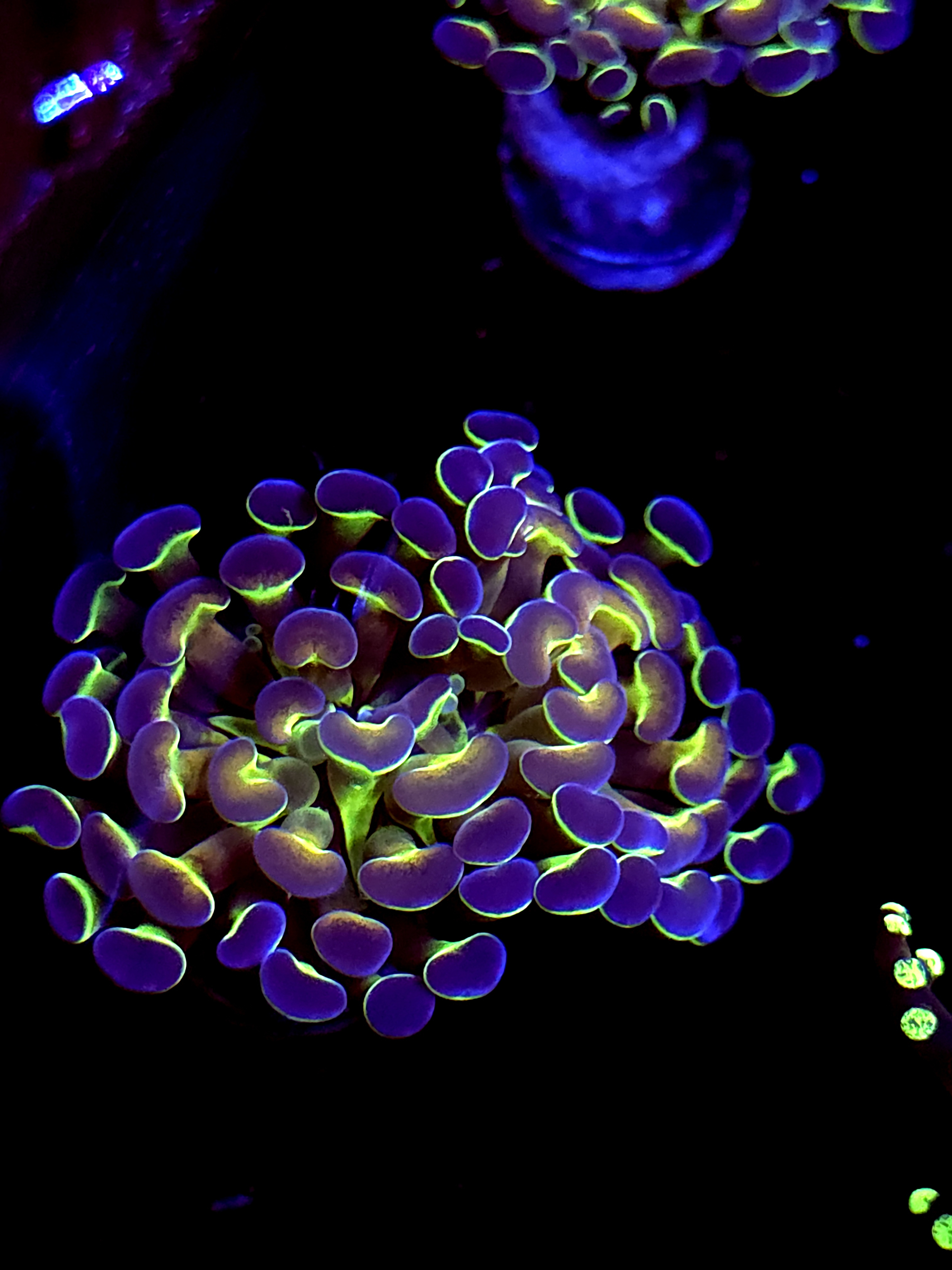 SBB ' Hologram" hammer