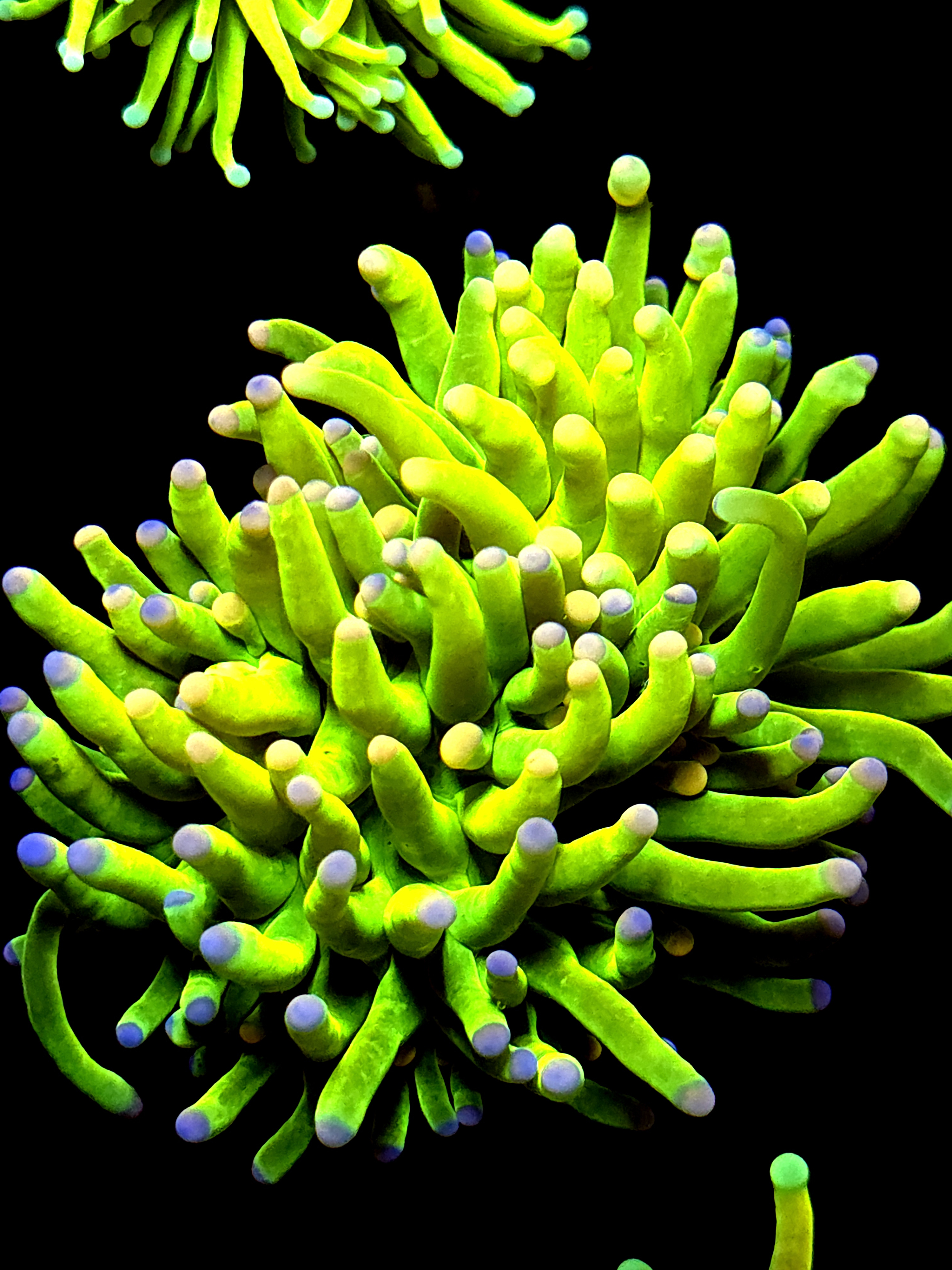 SBB " Carebears" Torch HG