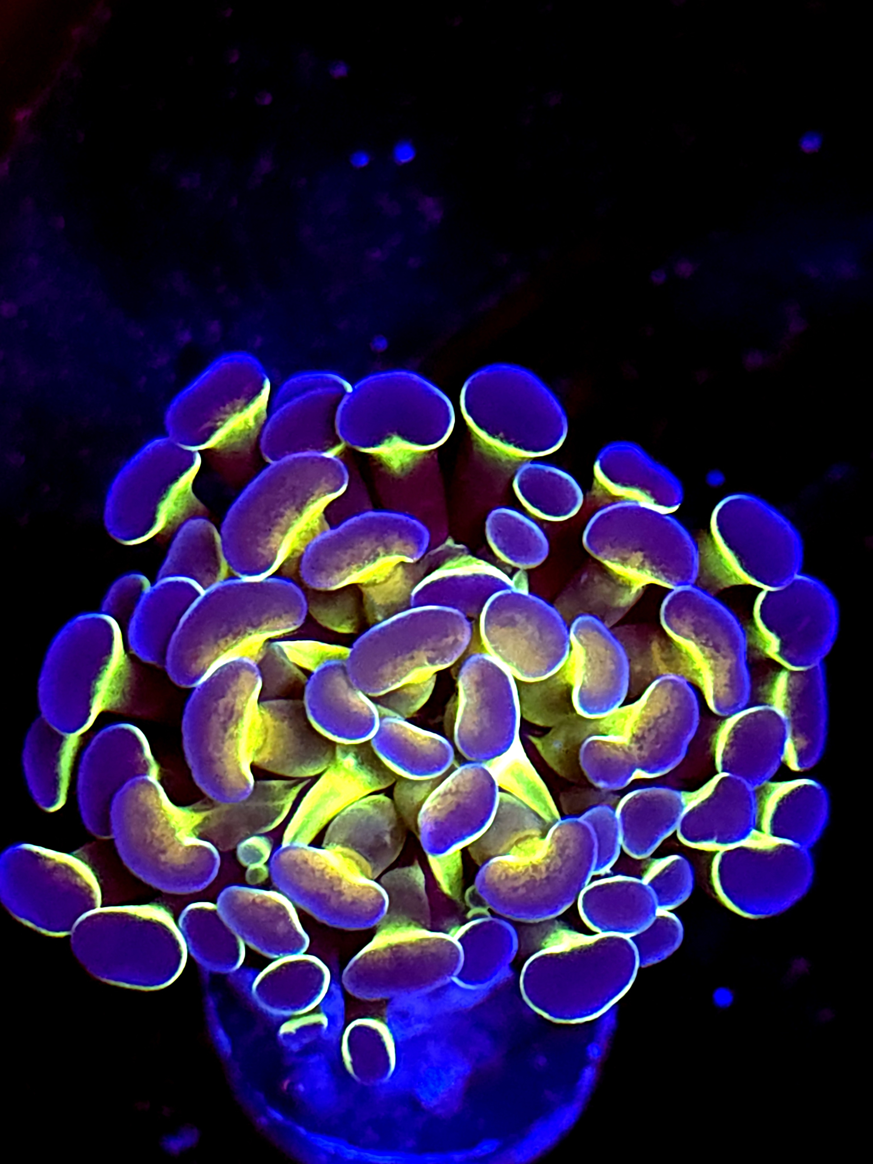 SBB " Hologram" Hammer