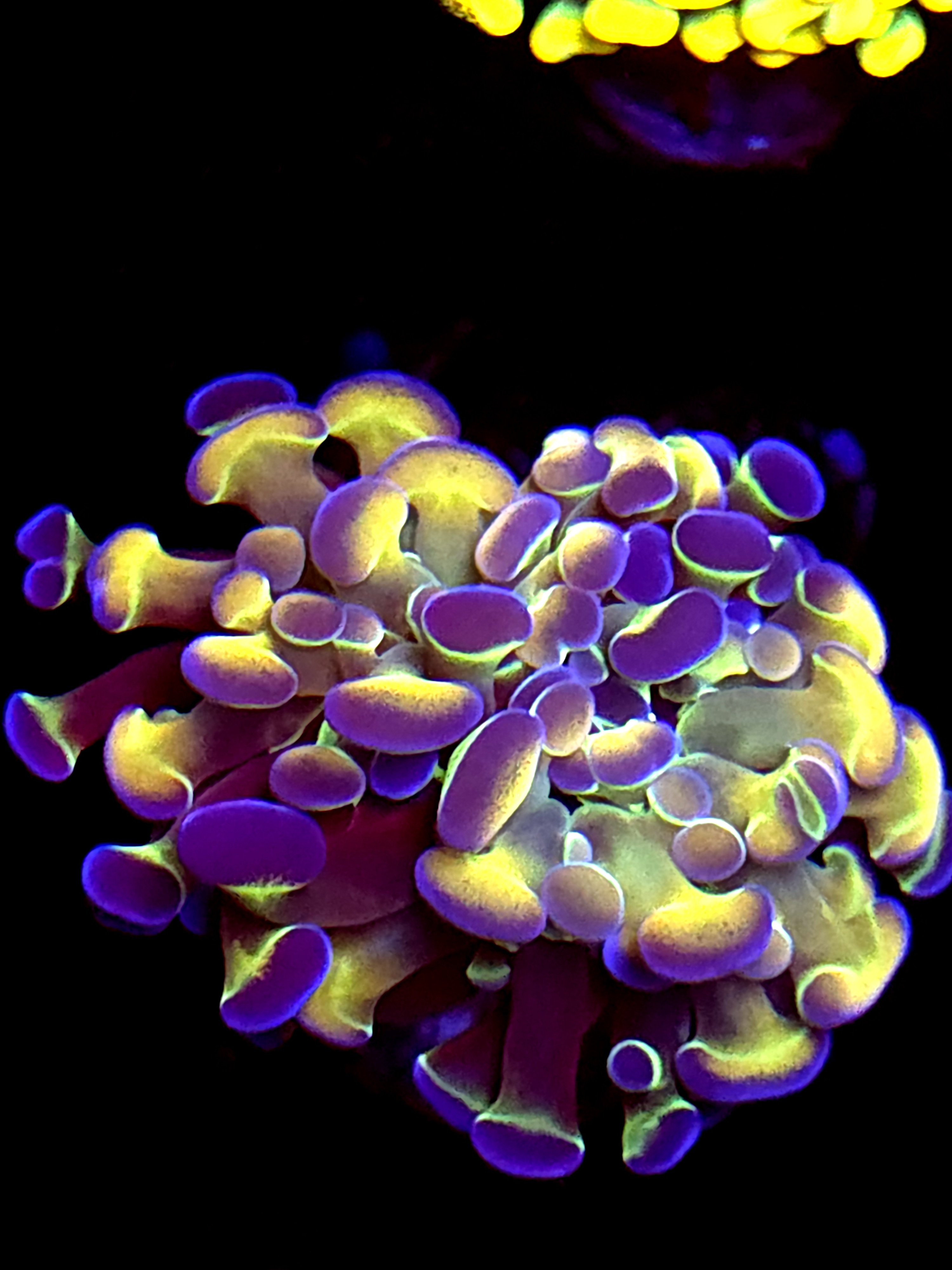 SBB " Hologram" Hammer