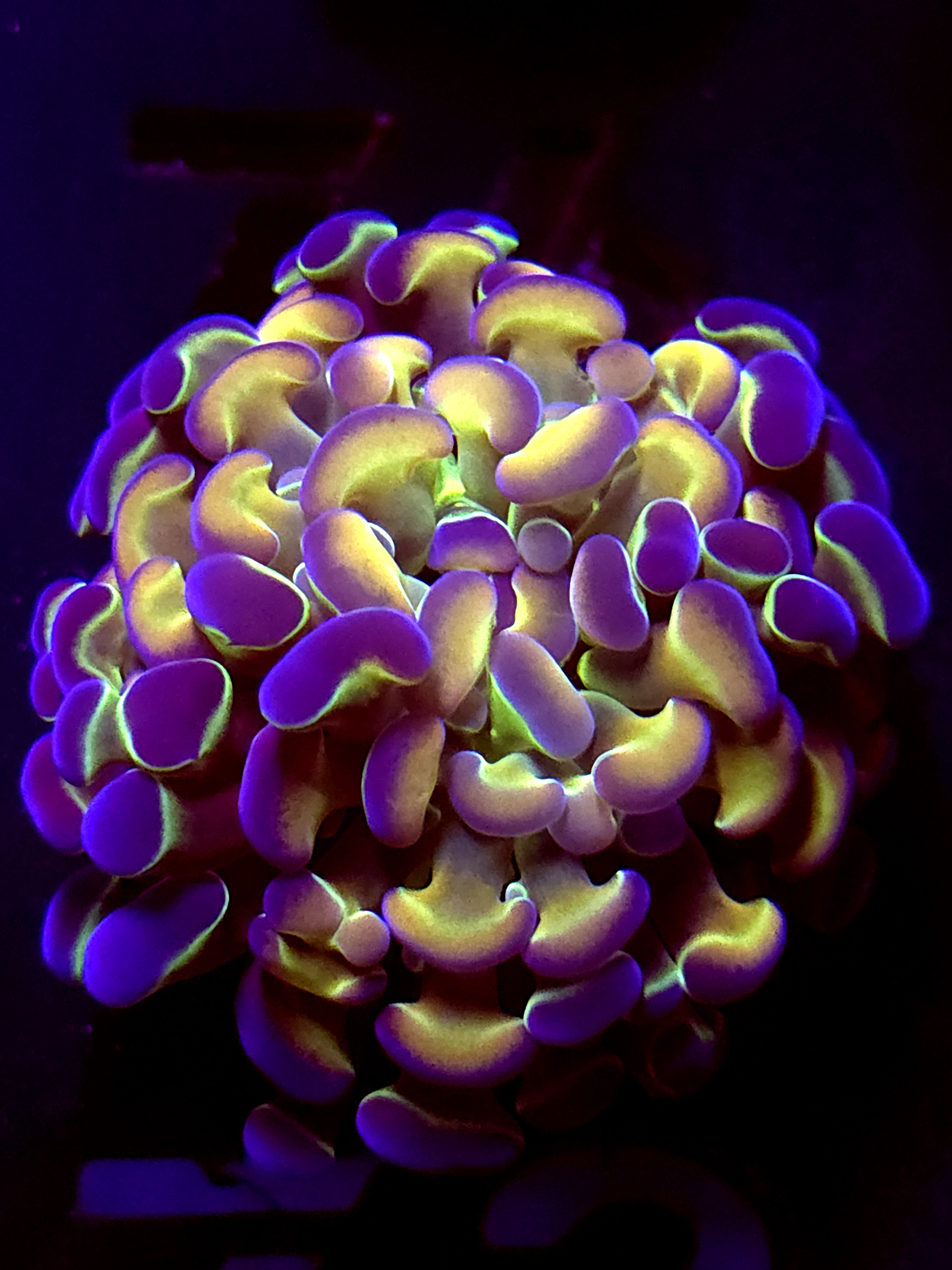 SBB " Hologram" Hammer