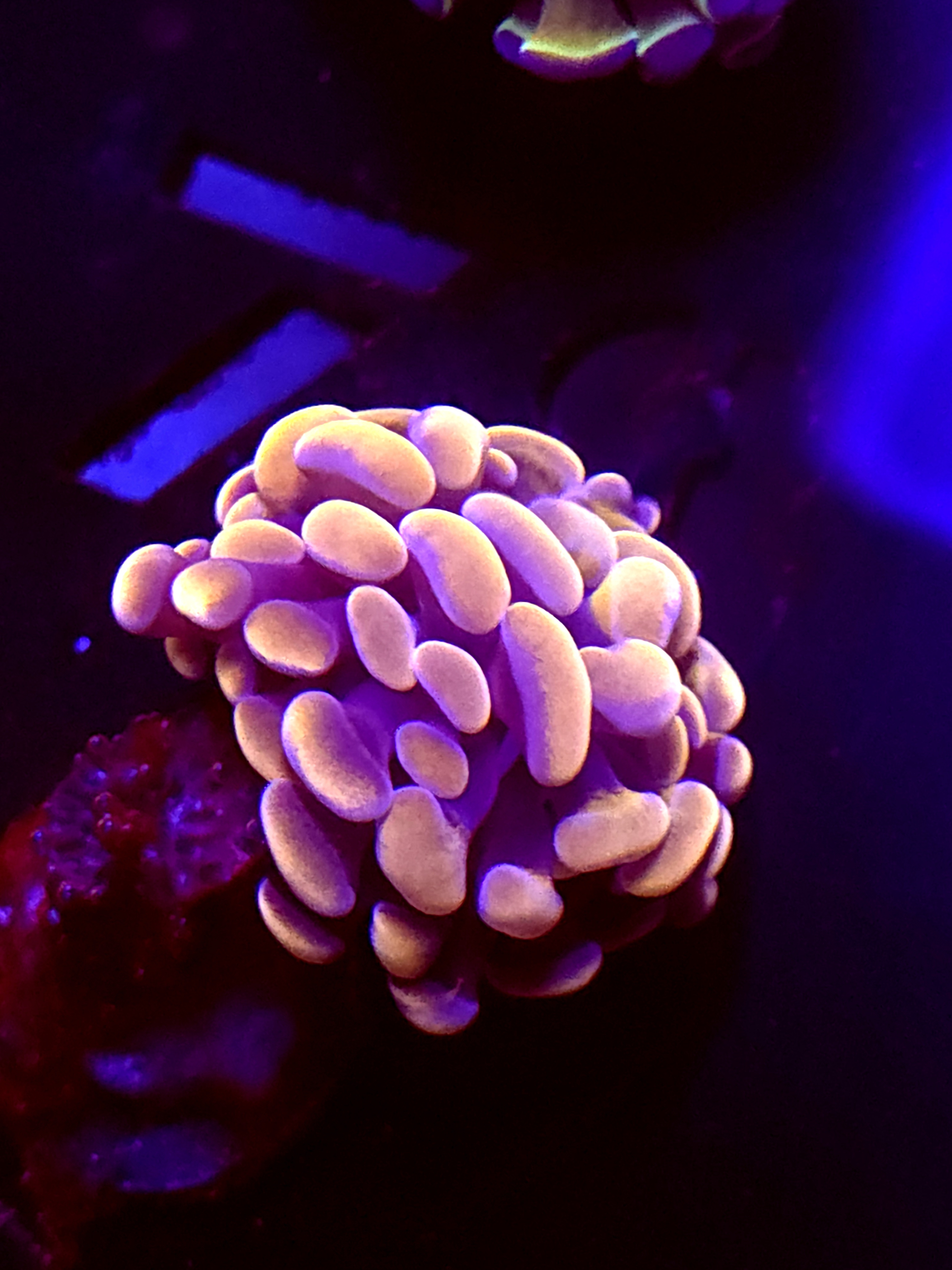 SBB " Orange Indo" hammer