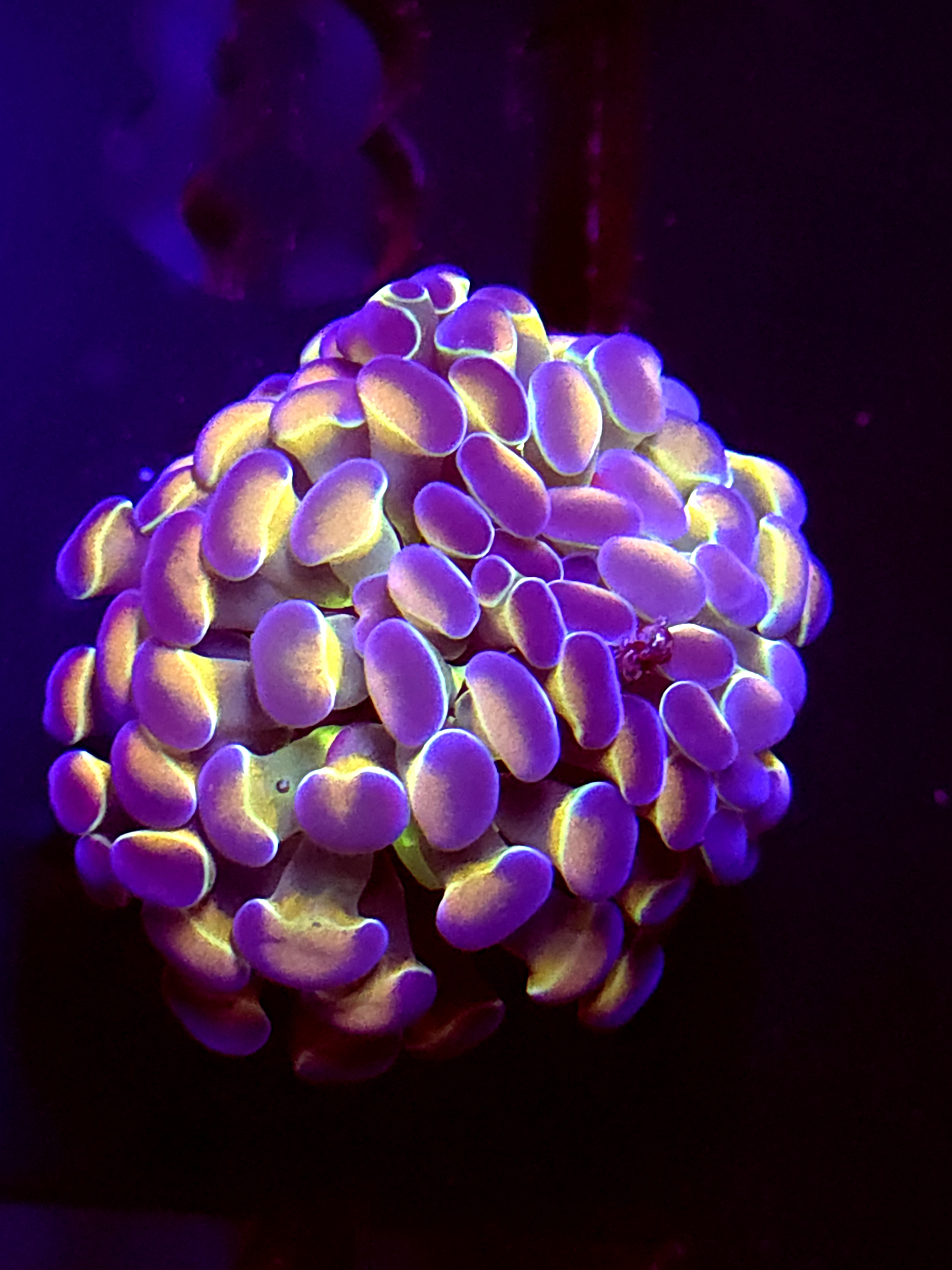 SBB " Hologram" Hammer