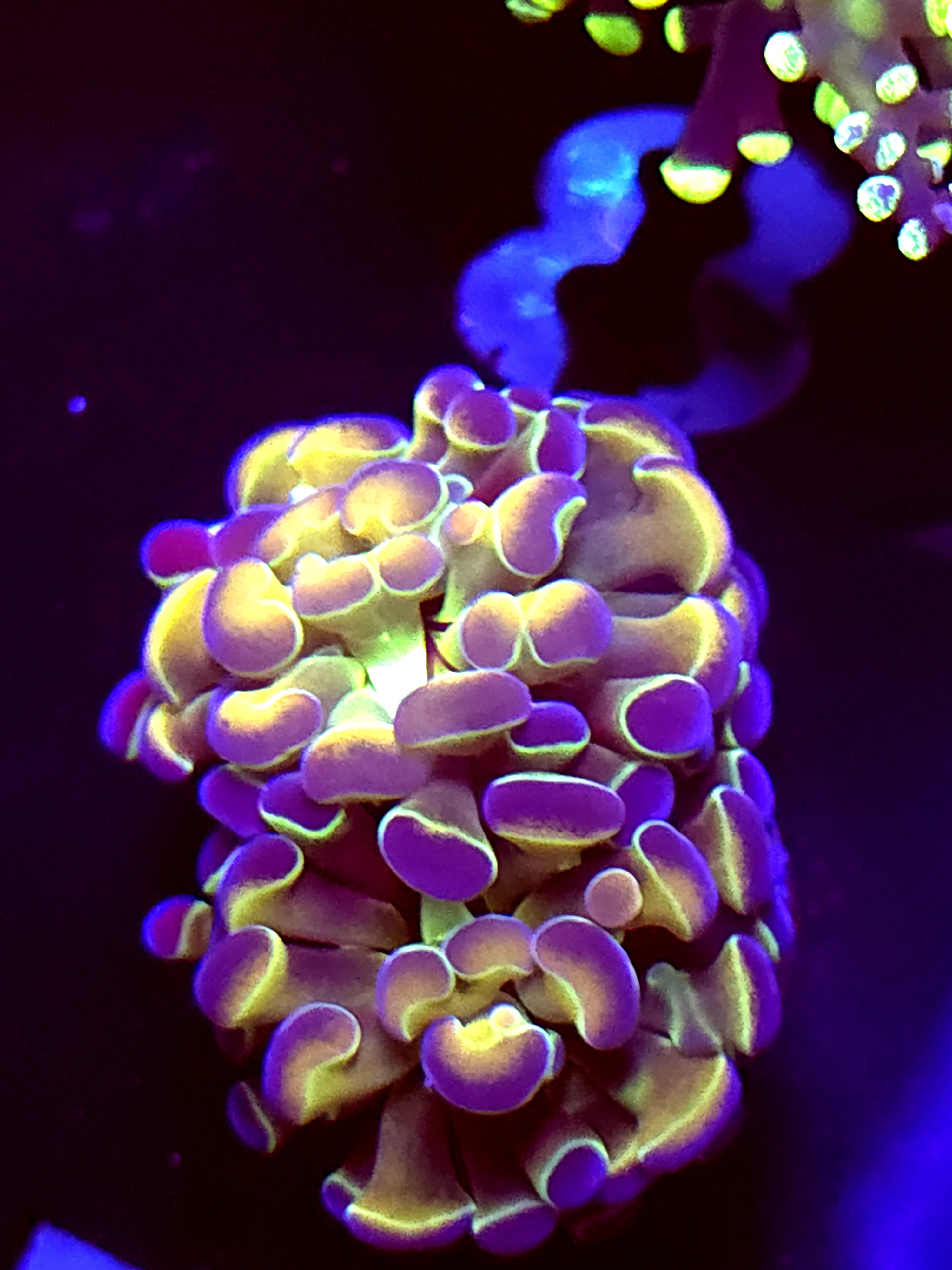 SBB " hologam" hammer