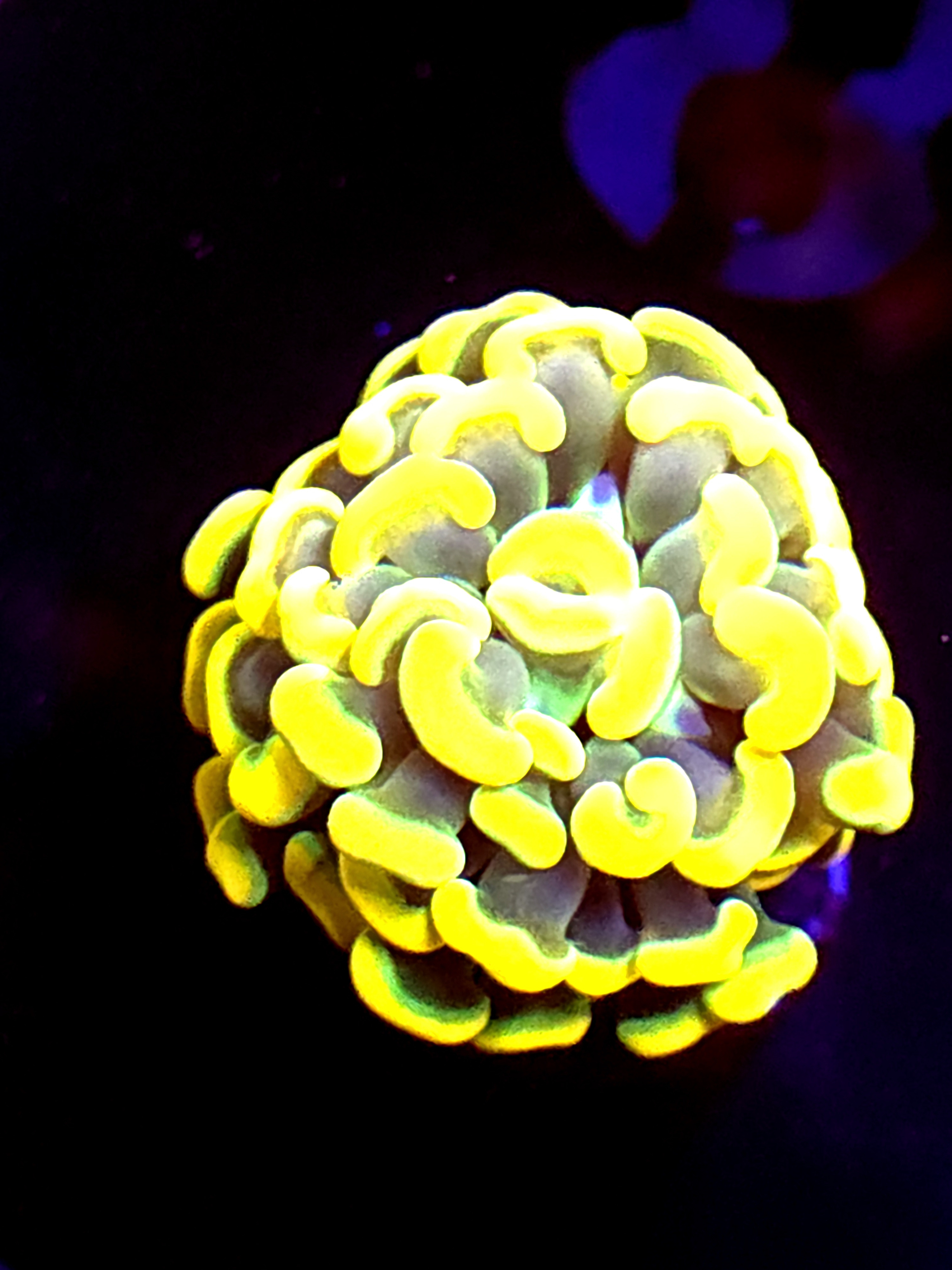 SBB " Holy Grail" Hammer