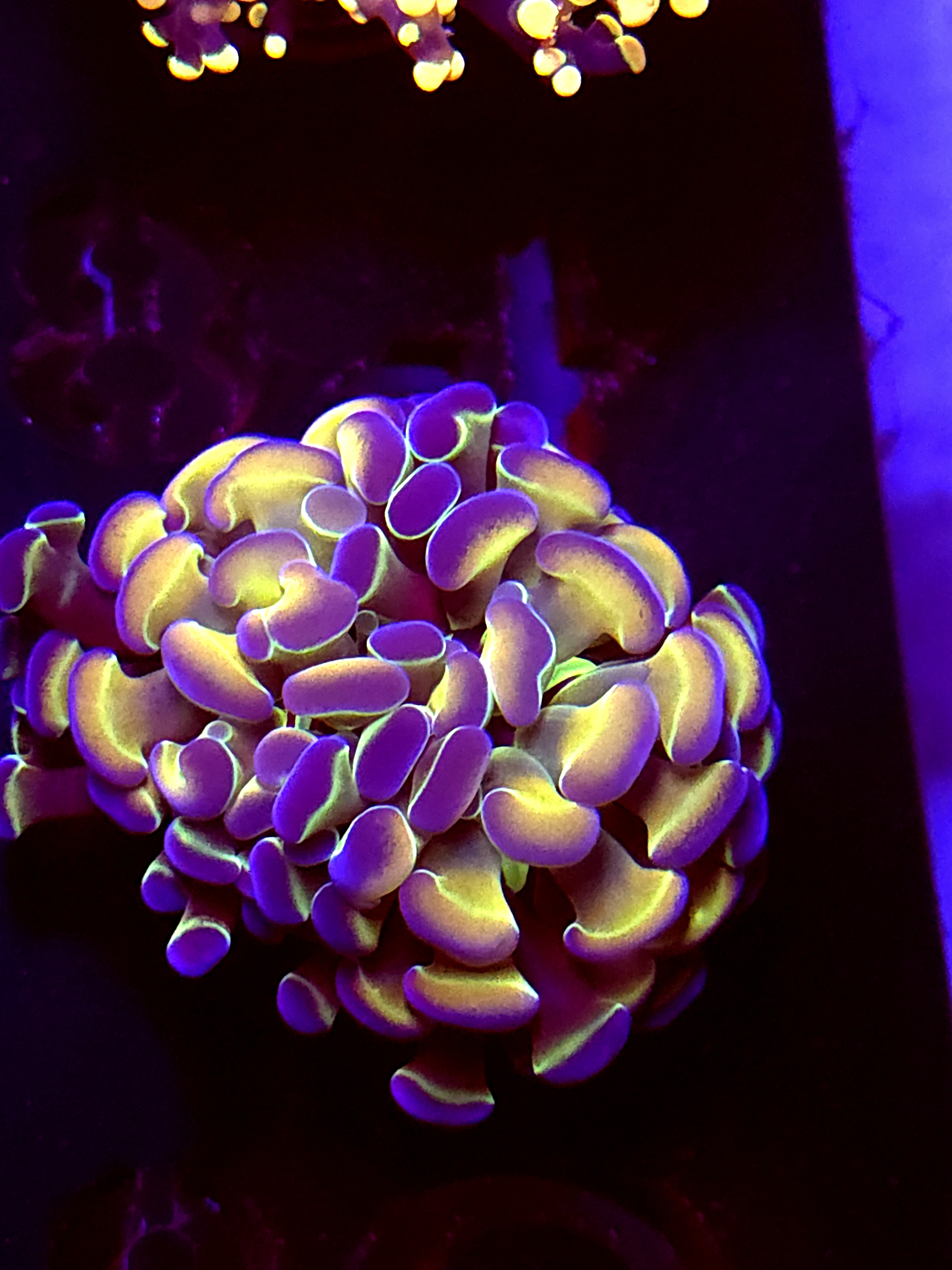 SBB " Hologram" Hammer