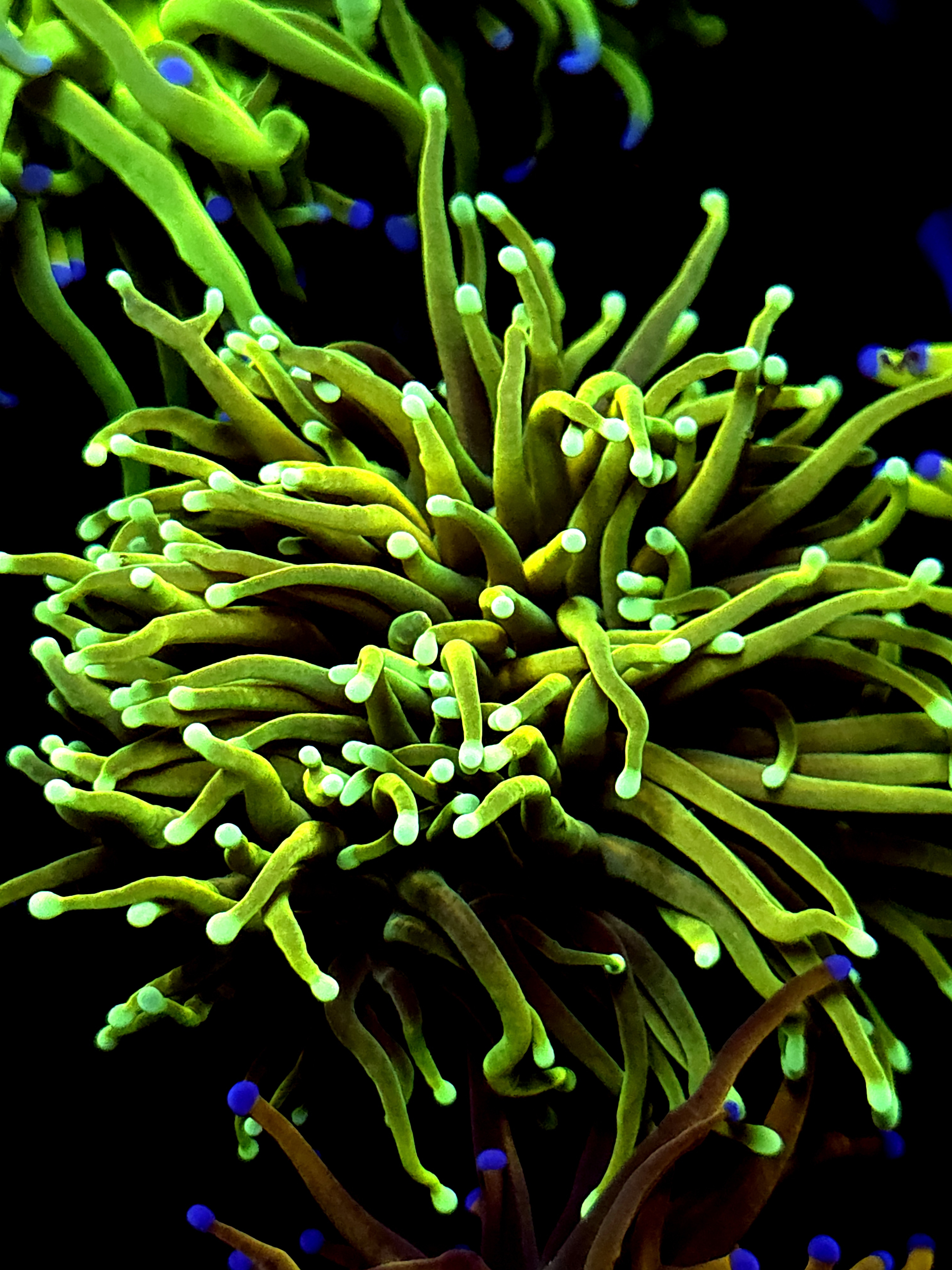 SBB " Dragon soul' Torch