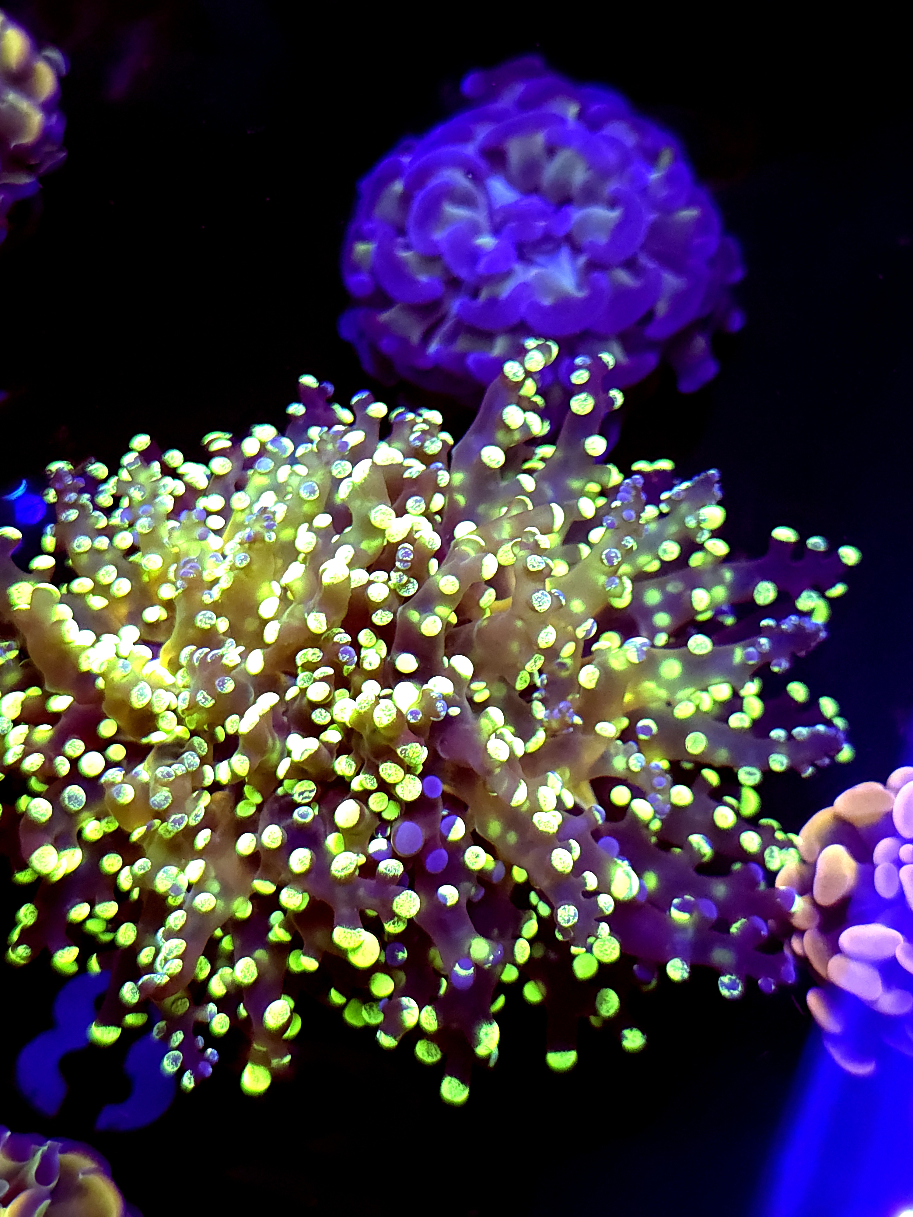 SBB " Kermit the Frog" Frogspawn