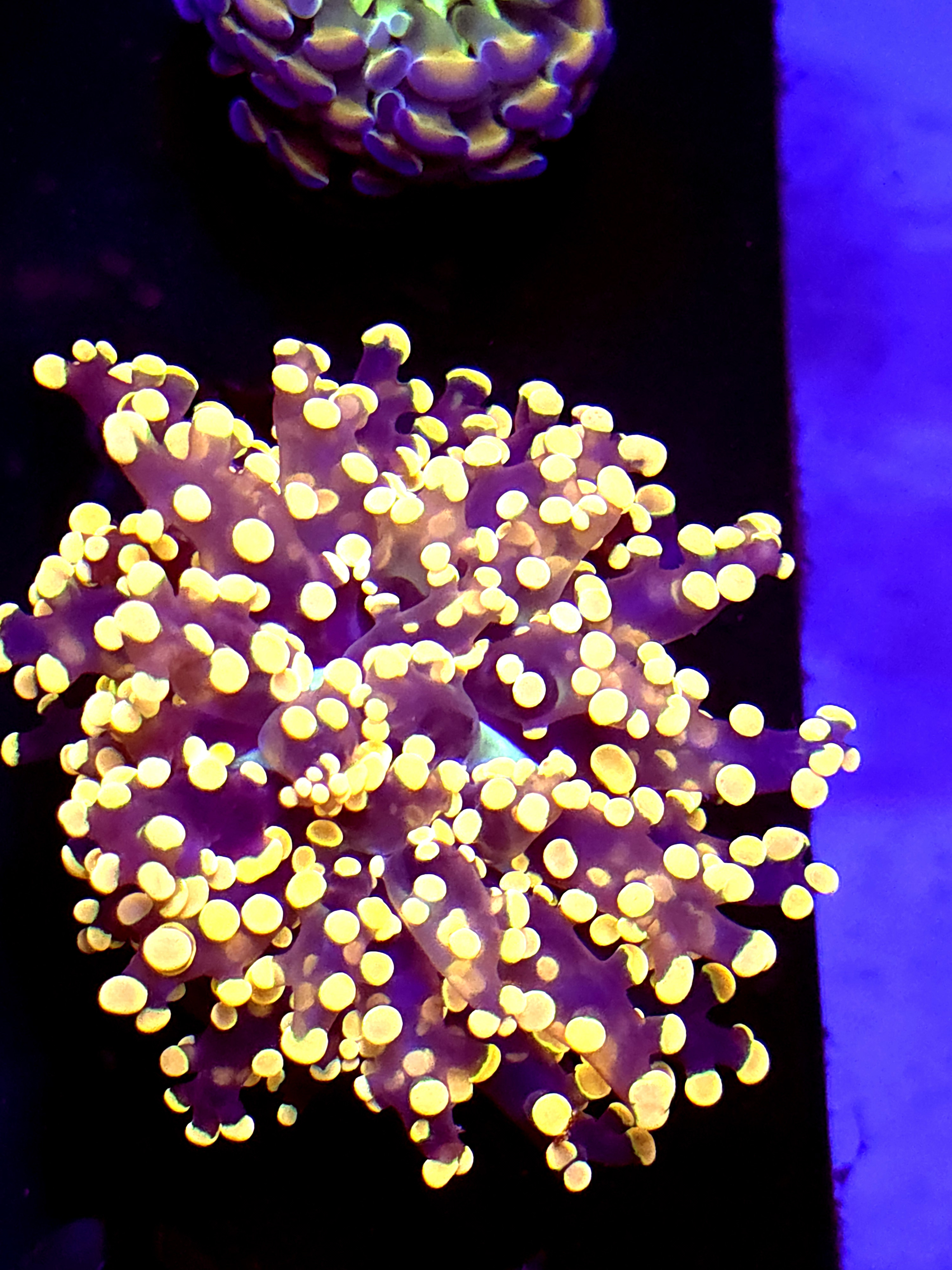 SBB " princess peach" Frogspawn