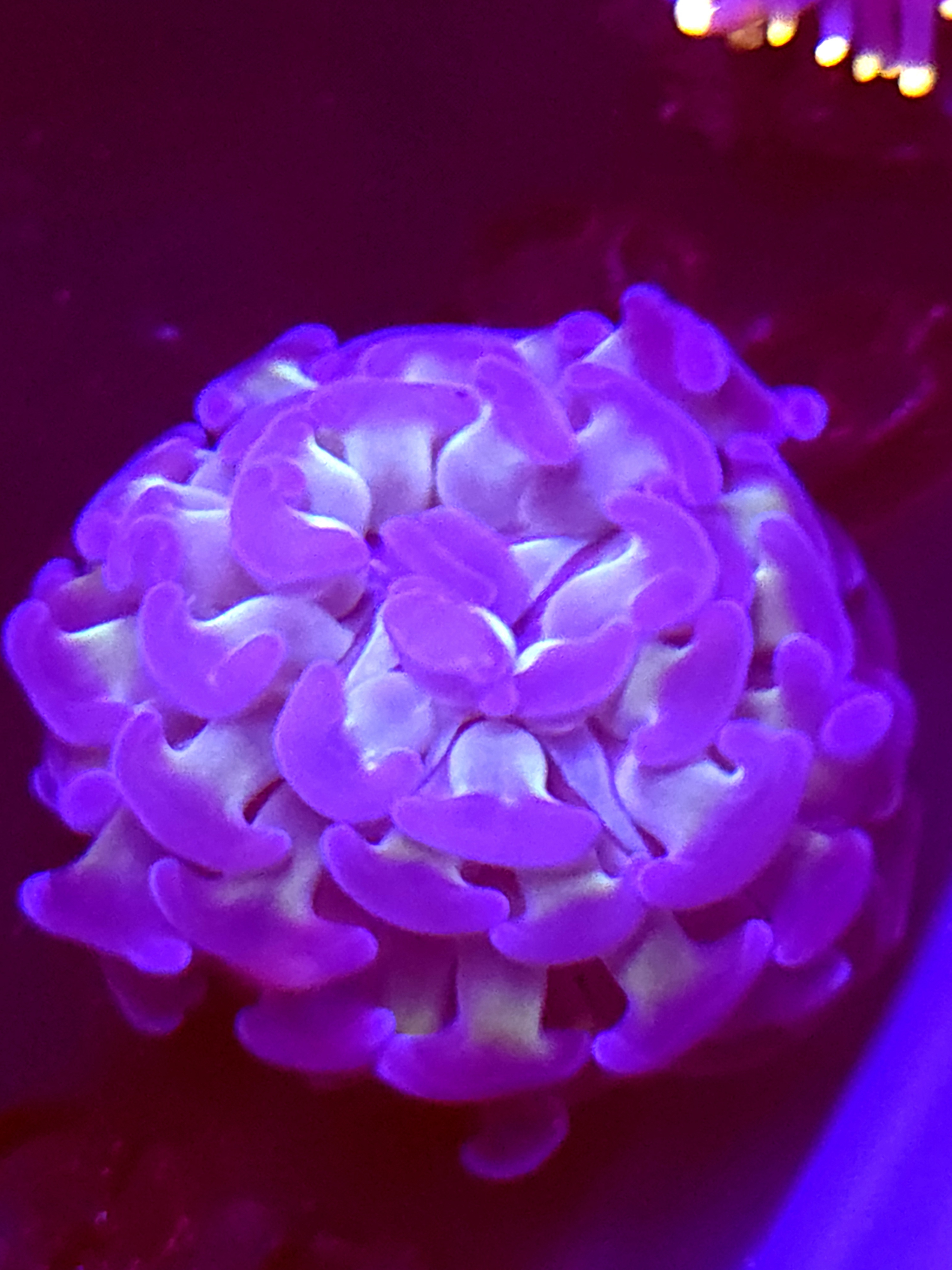 SBB " Blue tip" Hammer