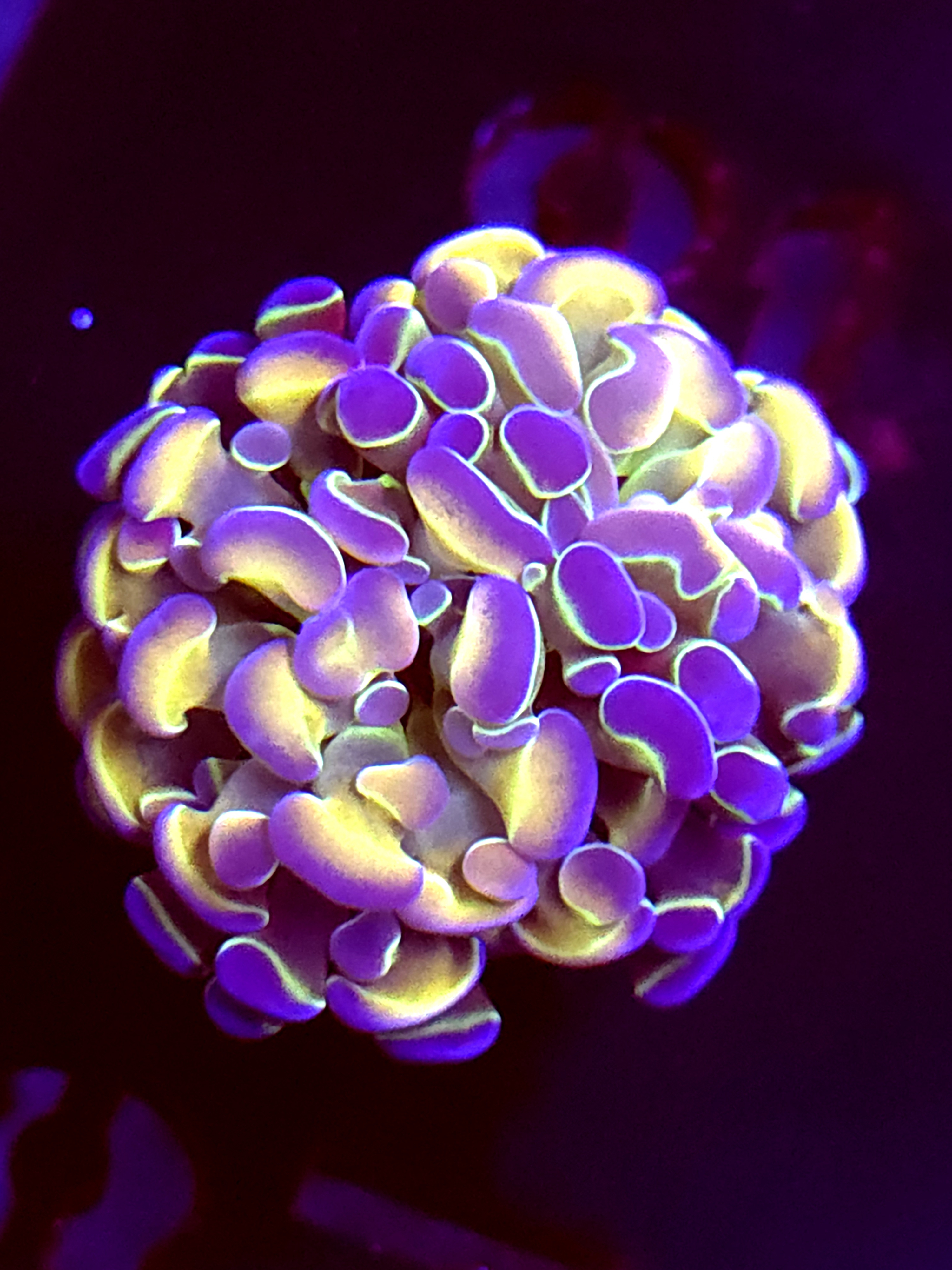 SBB " Hologram" Hammer