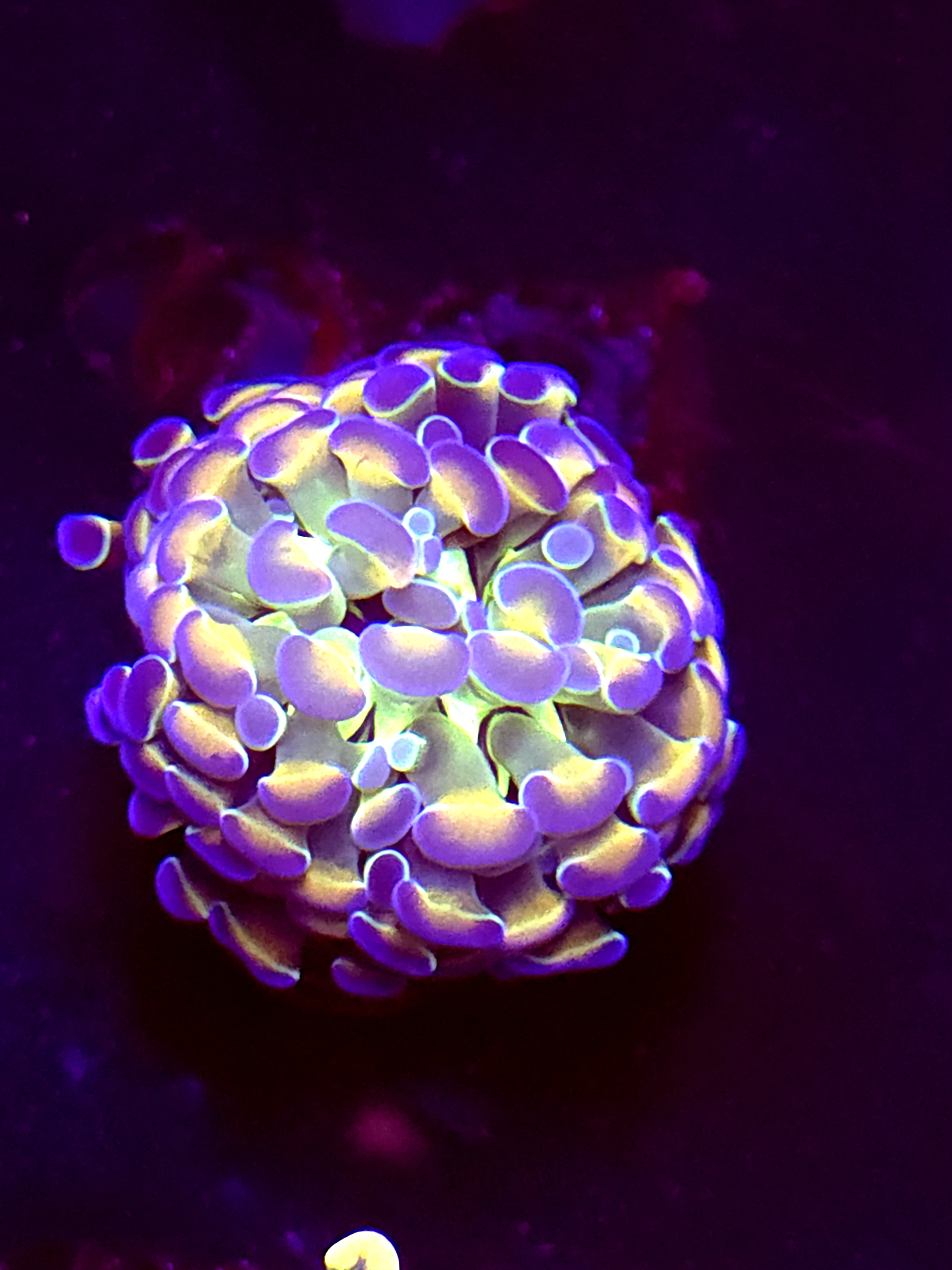 SBB " Hologram" Hammer