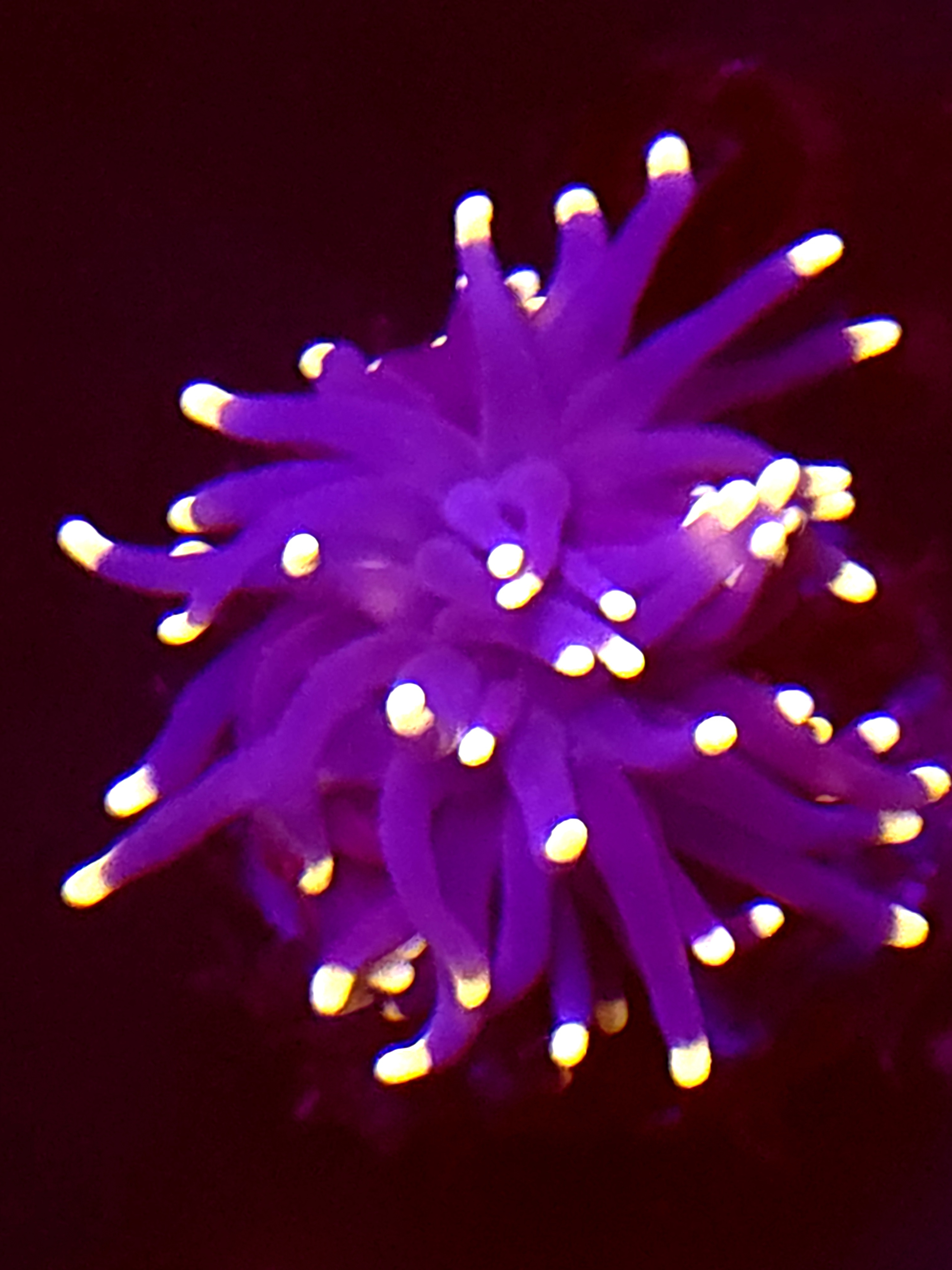 SBB " Princess Peach" Torch