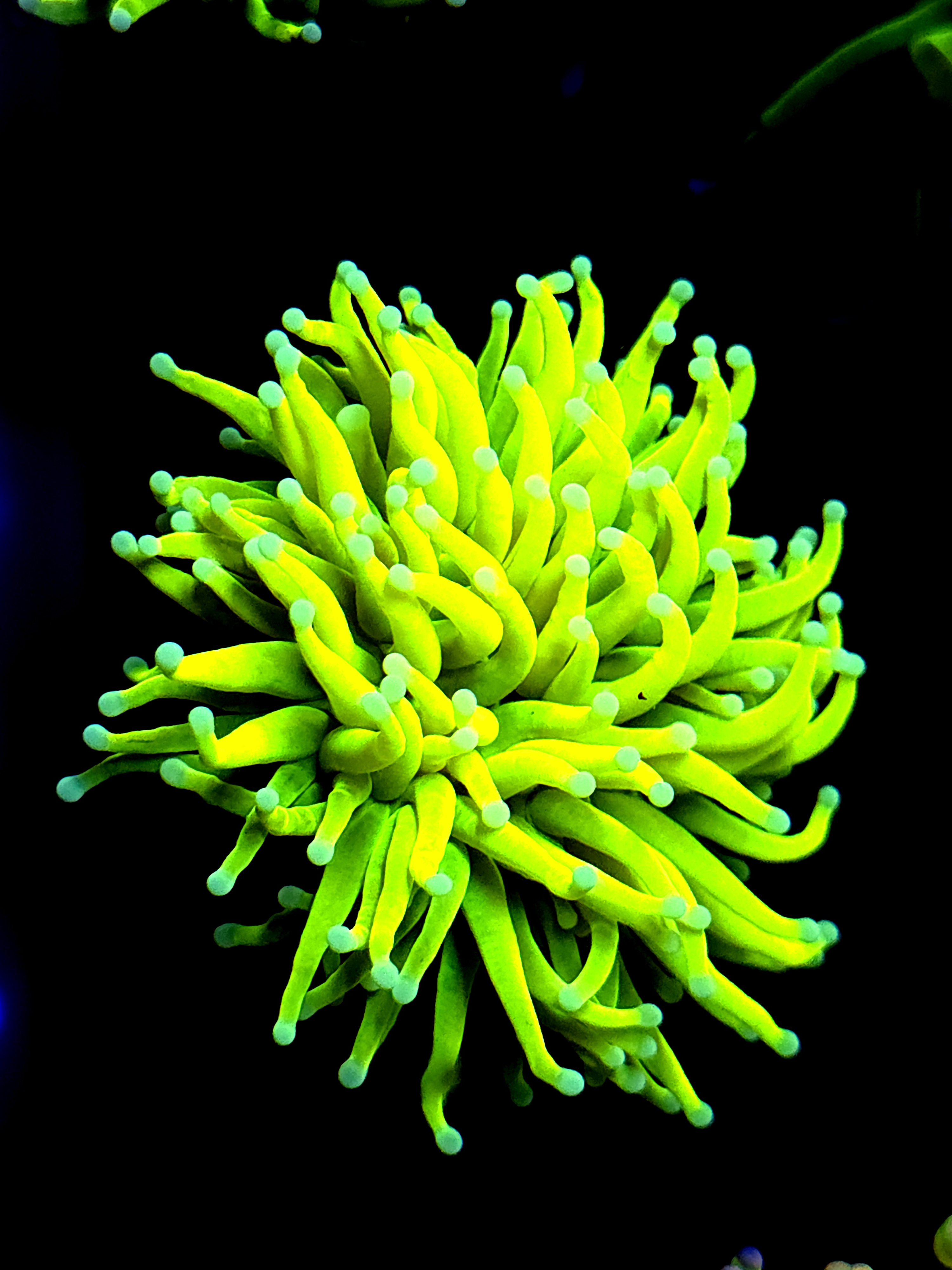 SBB " GoldyLocks" Torch Holy Grail