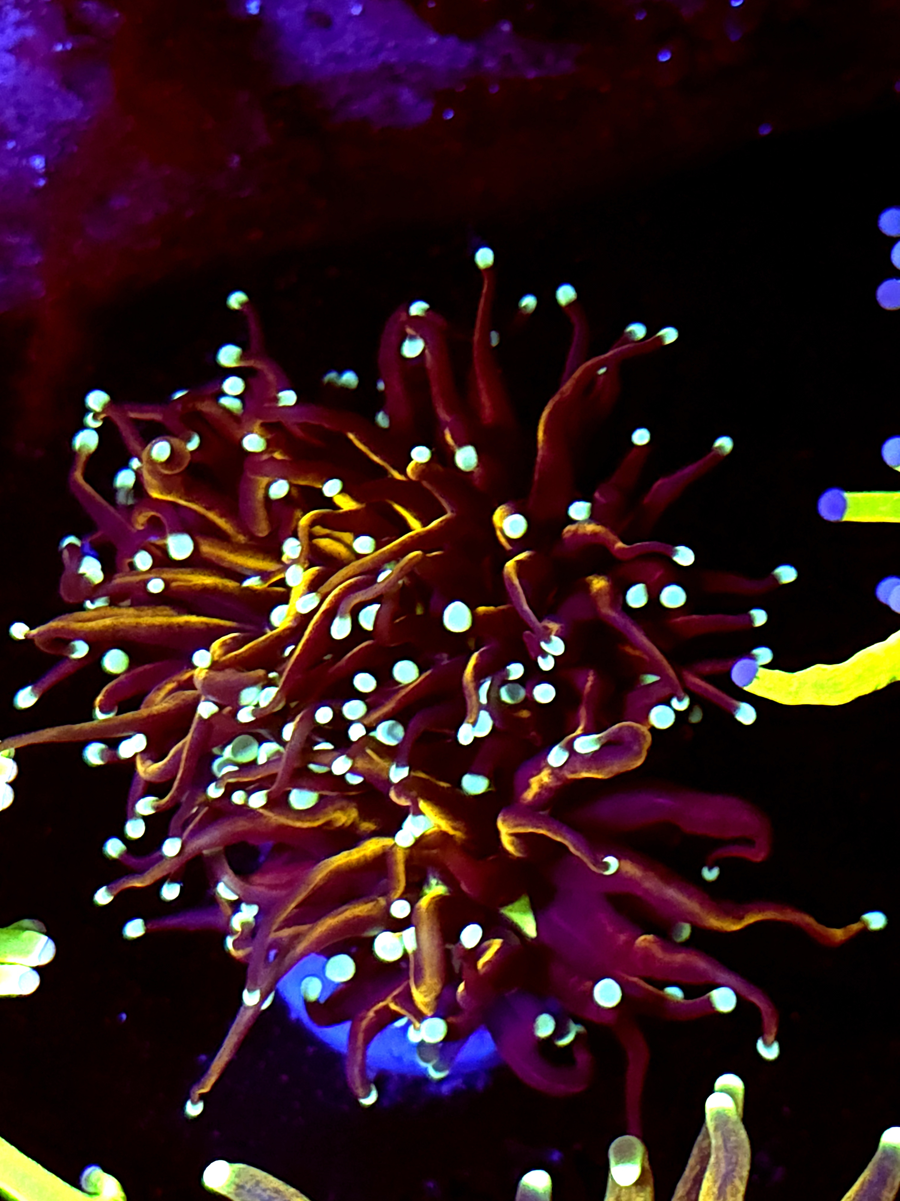 SBB "Dr Strange" Torch