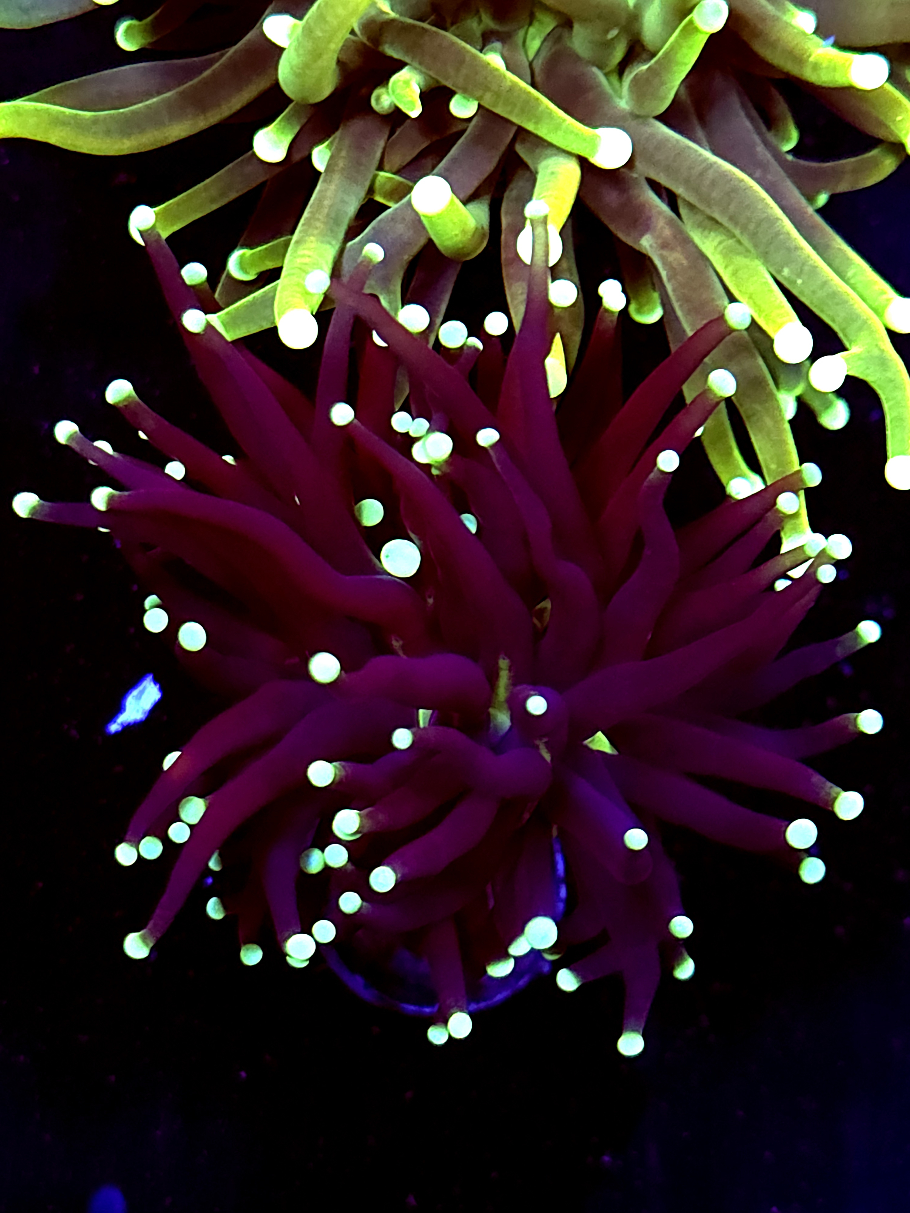 SBB " Black Panther" Torch