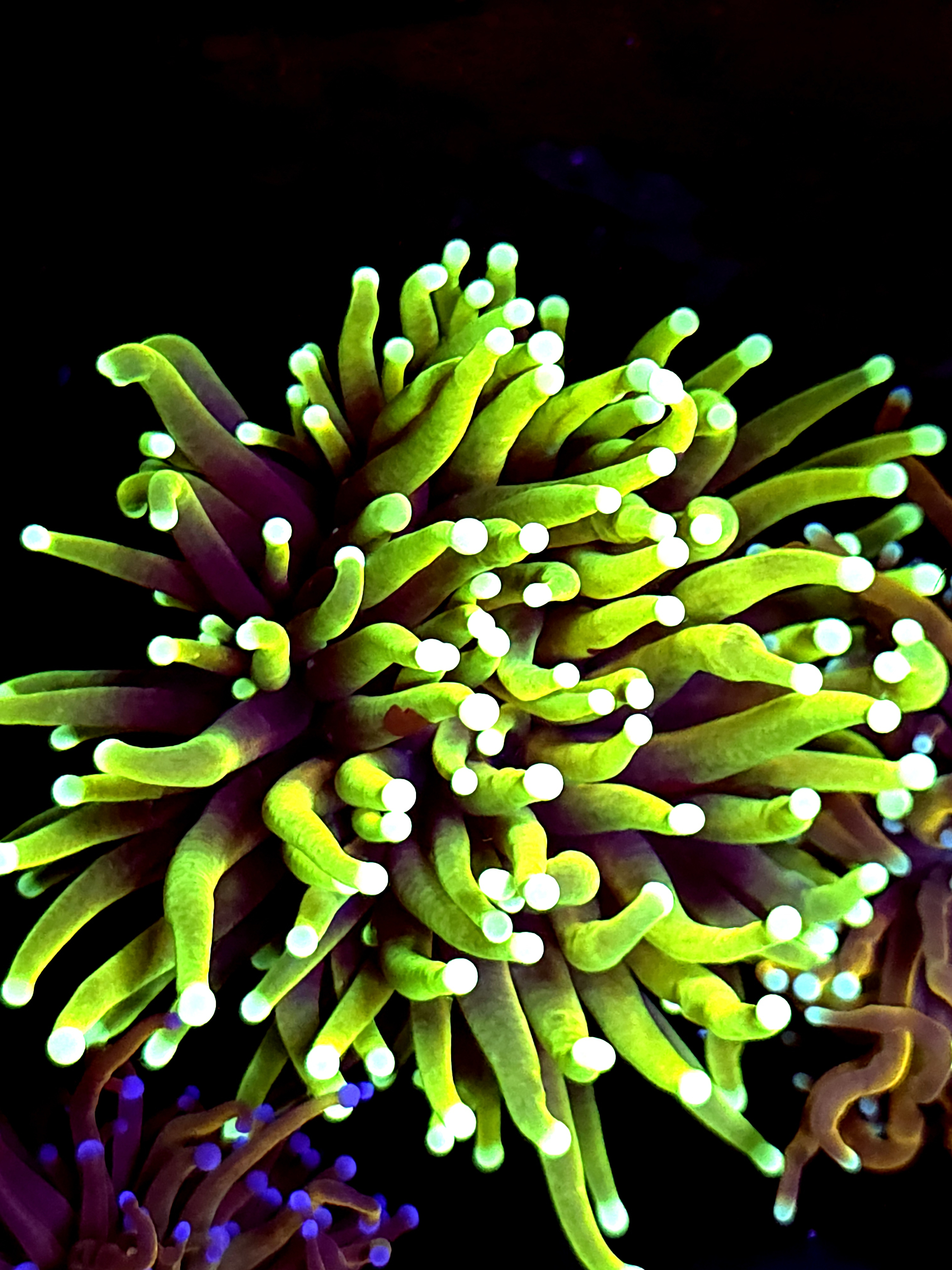 SBB " Indo Green" Torch