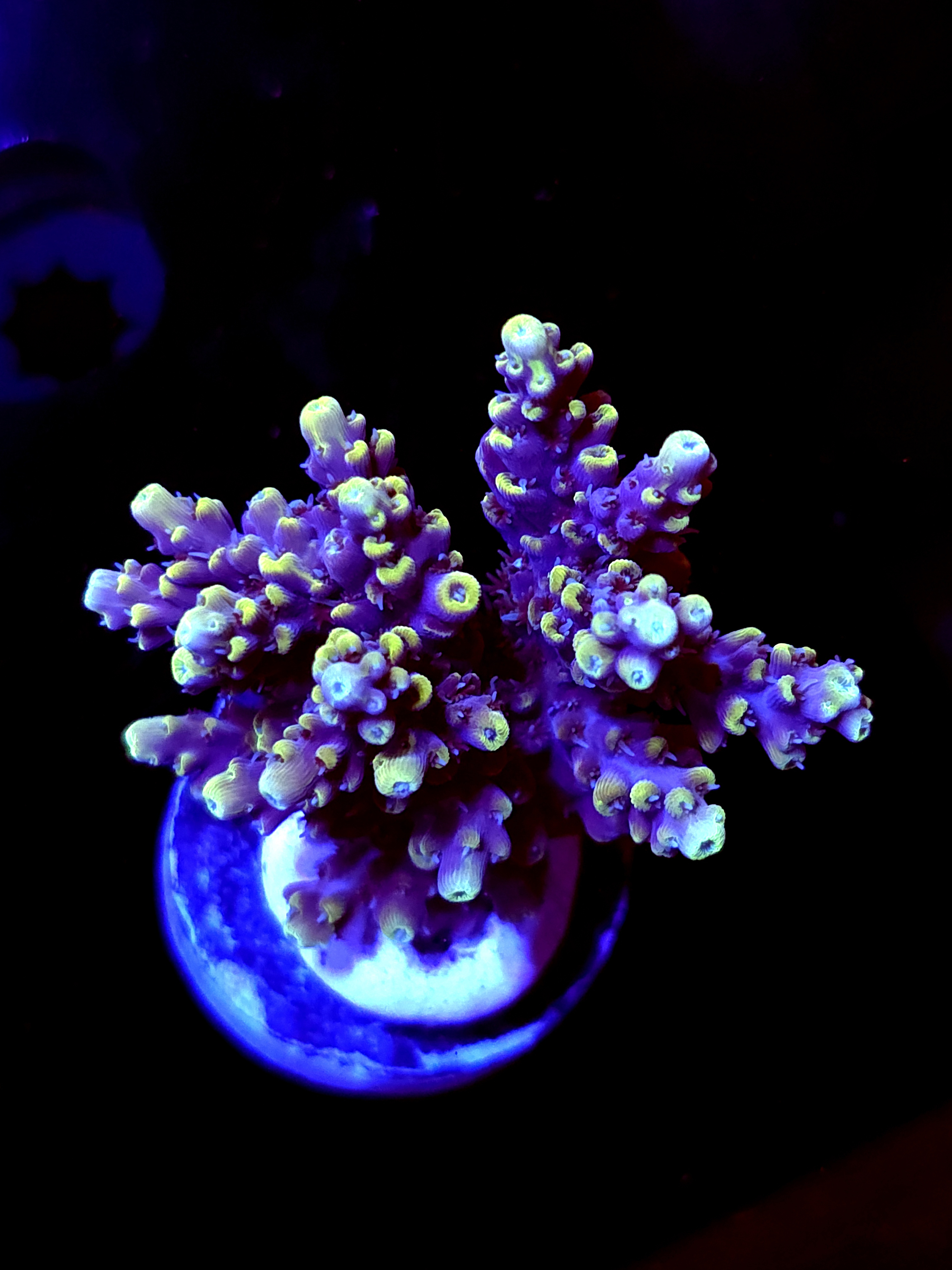 SBB "Rusted Halo" Acro Large Multibranch Colony