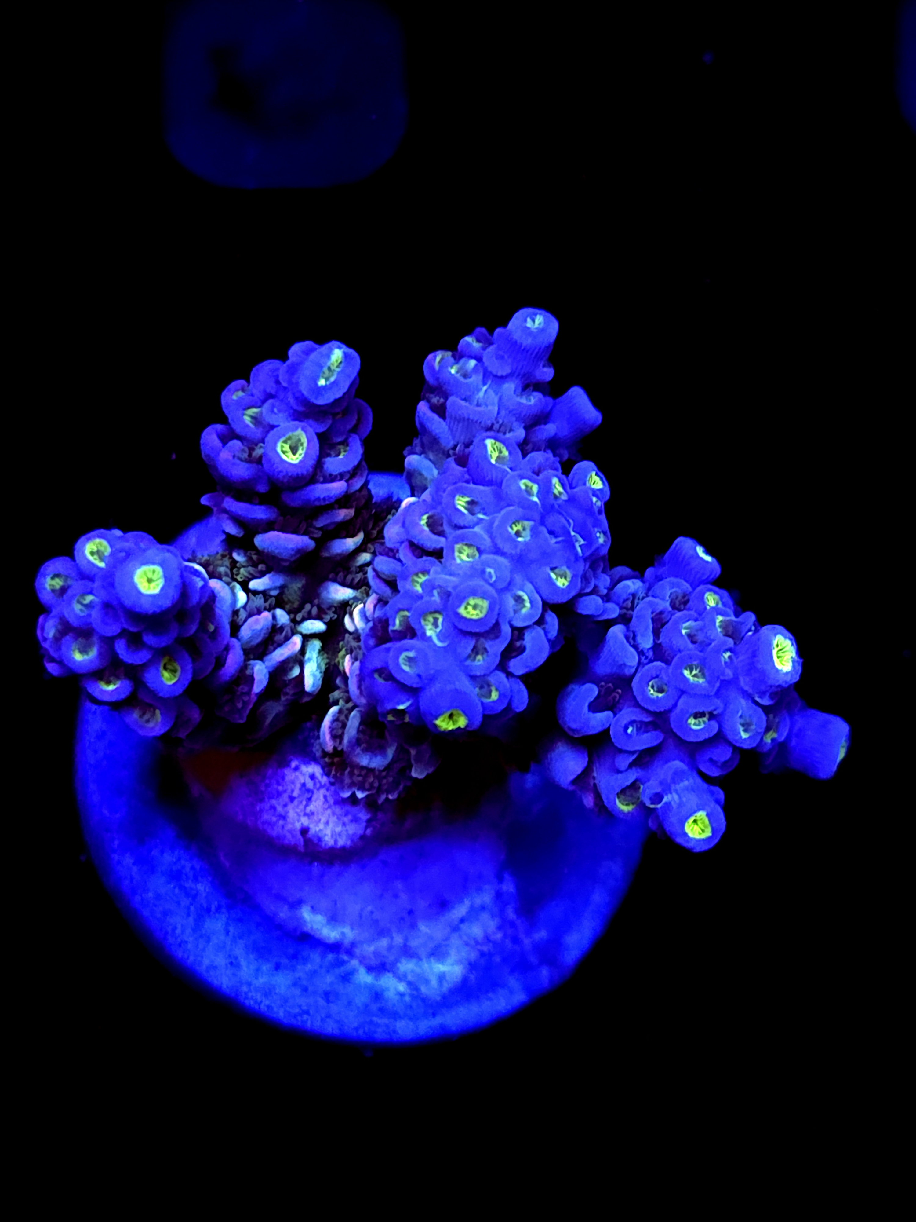 SBB "Gummy Vide" Acro Large Multibranch Colony