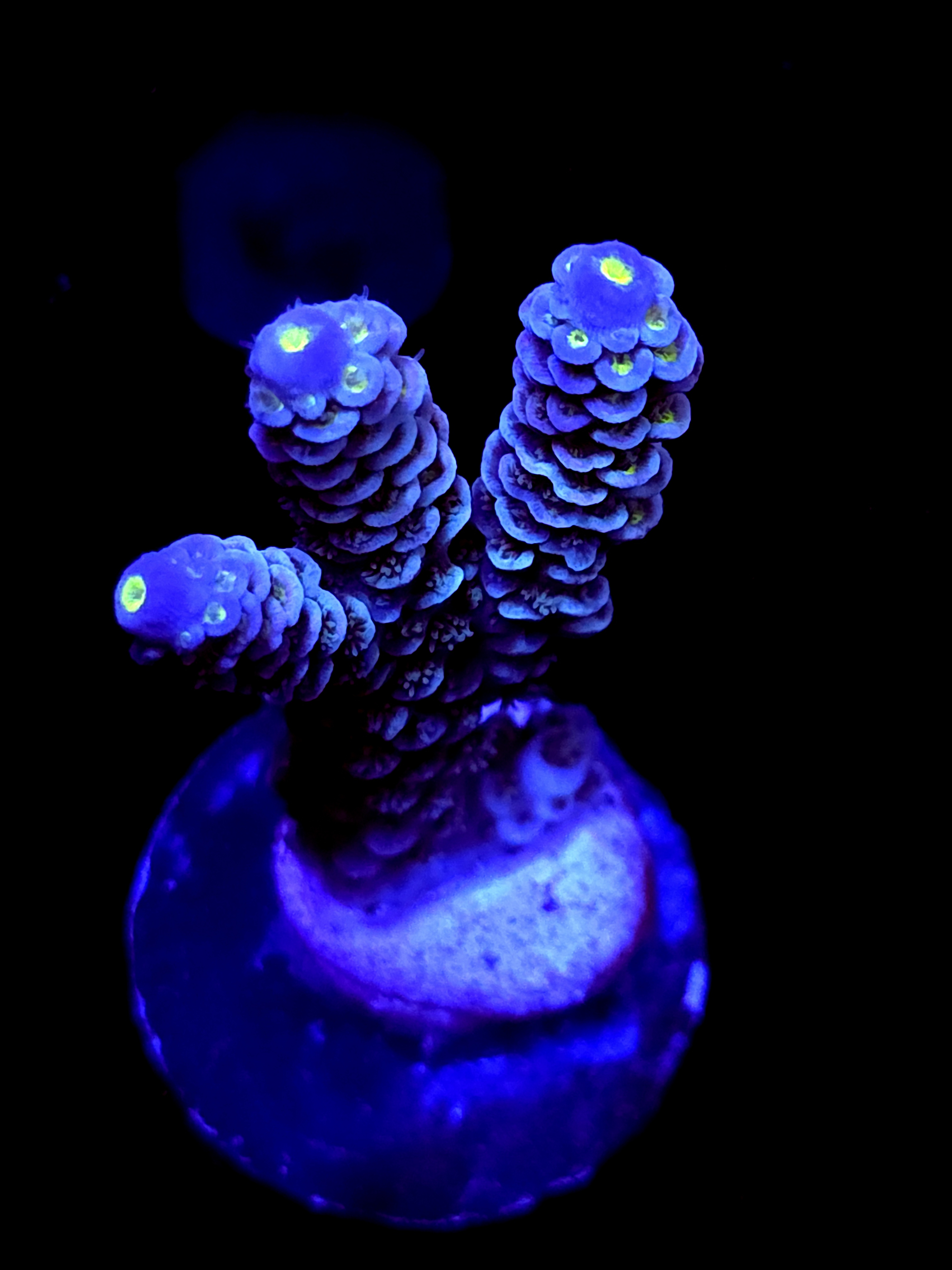 SBB "Toxic Mirage" Acro Large 3 Branch Colony