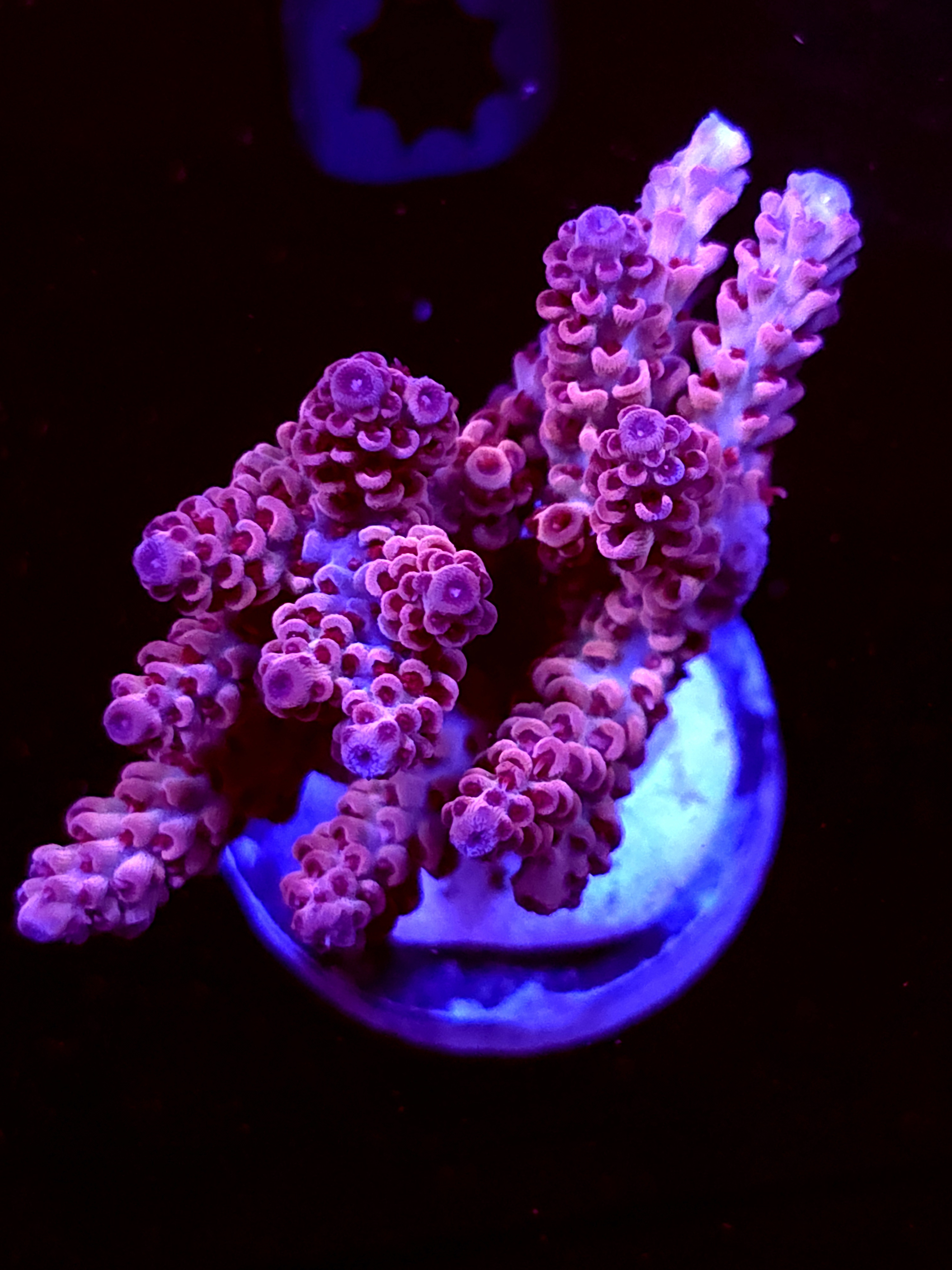 SBB "Mystery Signature" Acro Large Multibranch Colony
