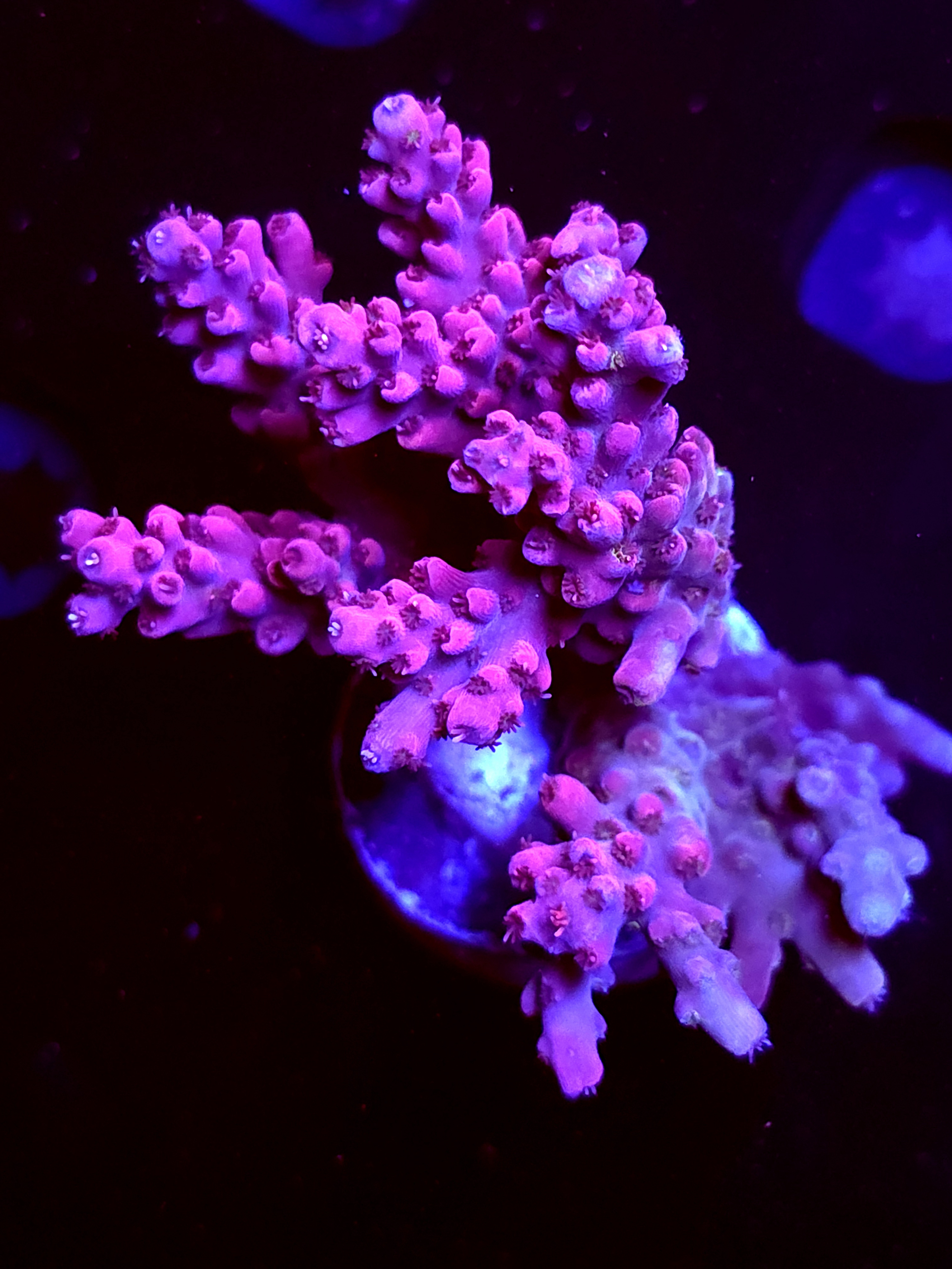 SBB "Shattered Prism" Acro Large Multibranch Colony