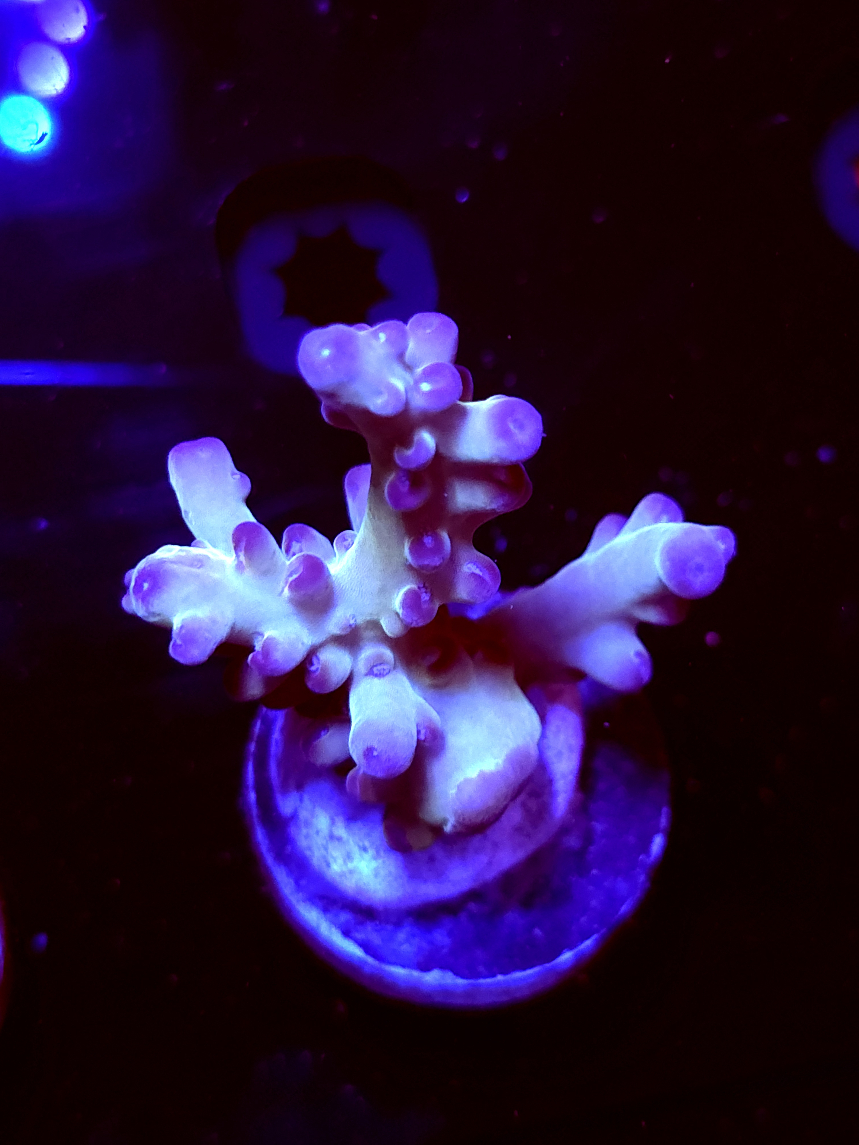 SBB "Abyssal Drift" Acro Large 3 Branch Colony