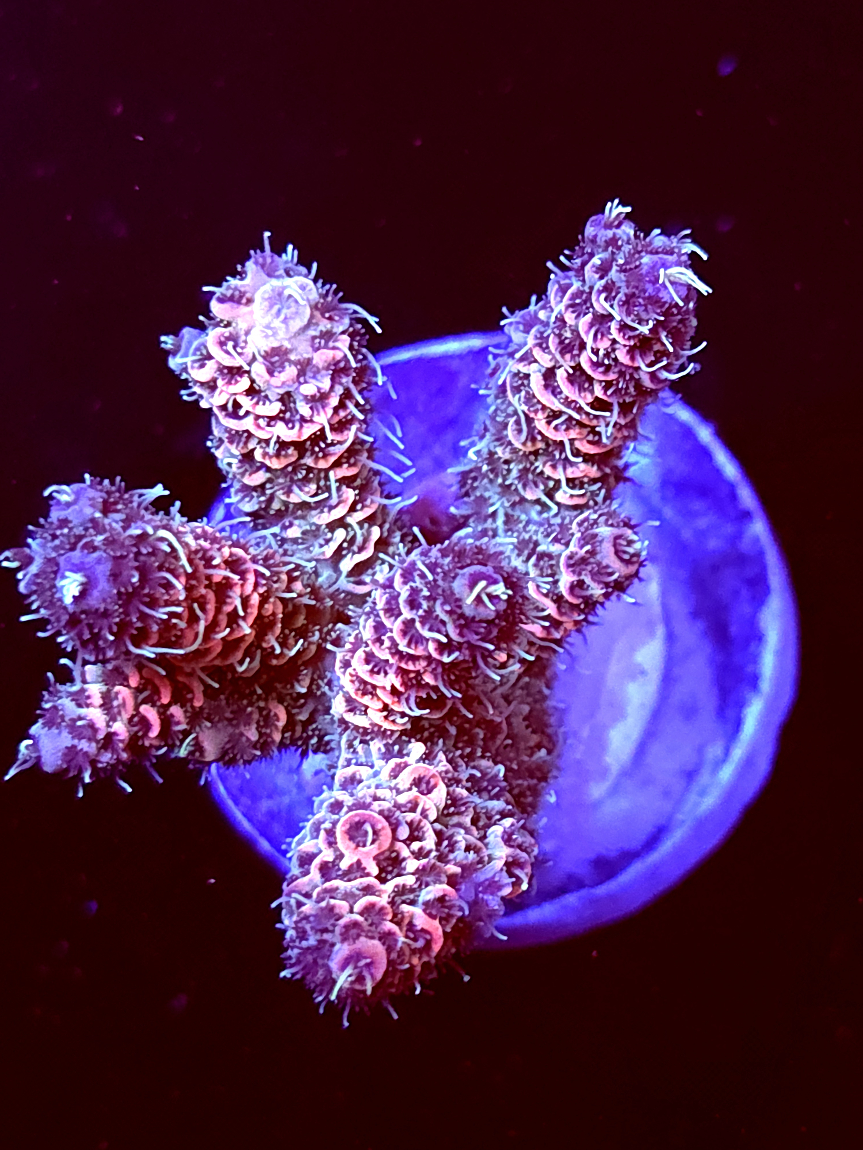 SBB "Cosmic Fizz" Acro Medium Multibranch Colony
