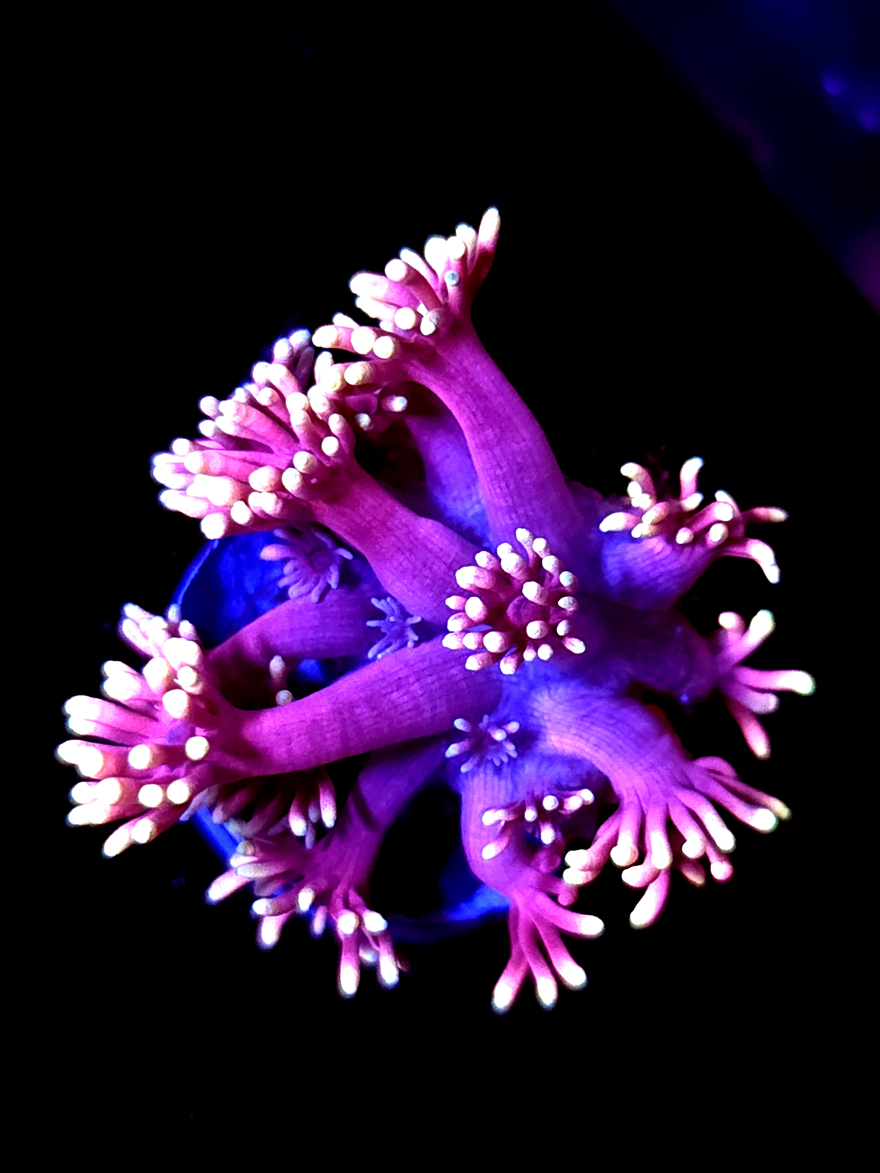 SBB "Cotton Chaos" Goni Medium