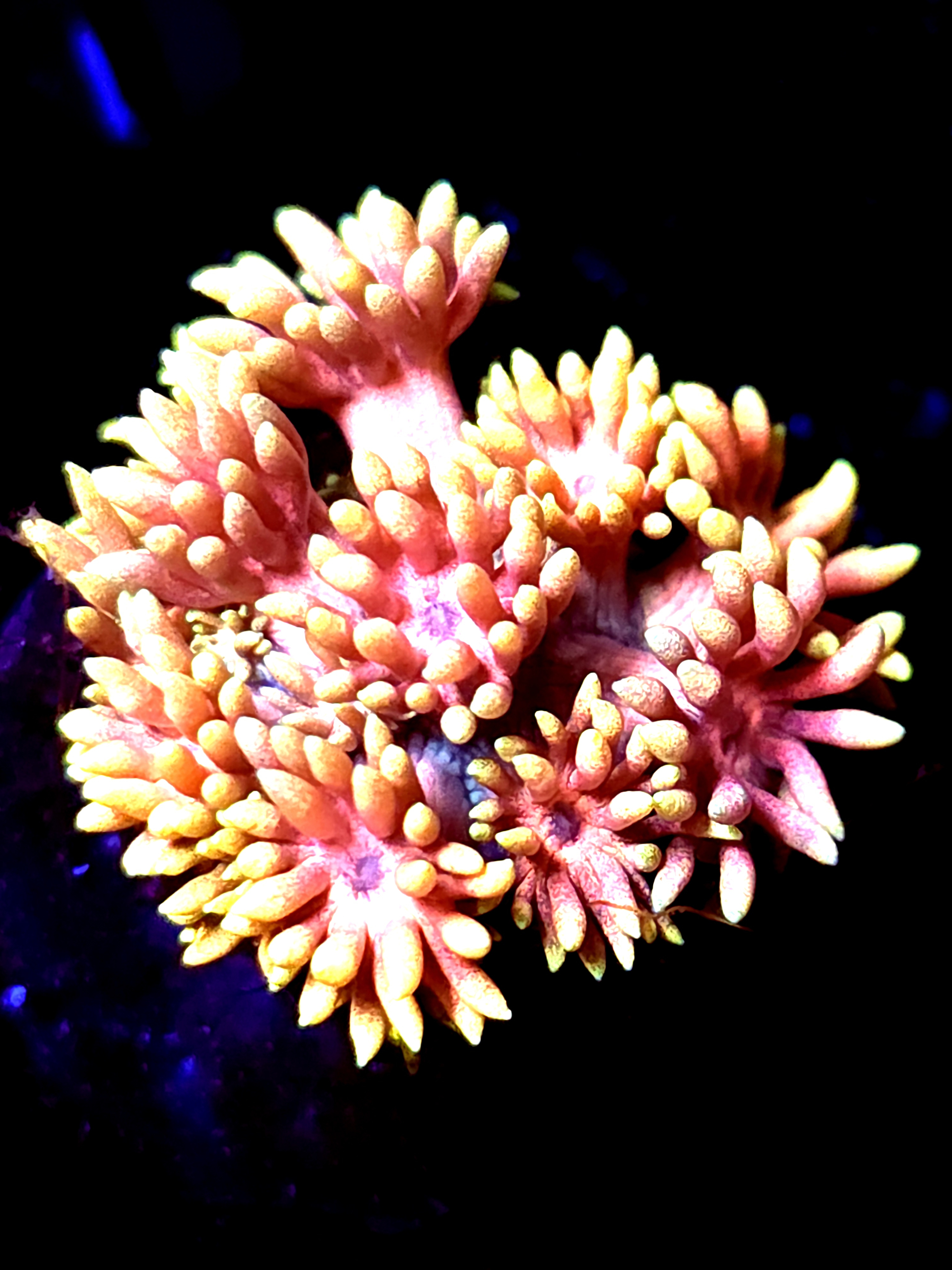 SBB "Lava Pedal" Goni Medium