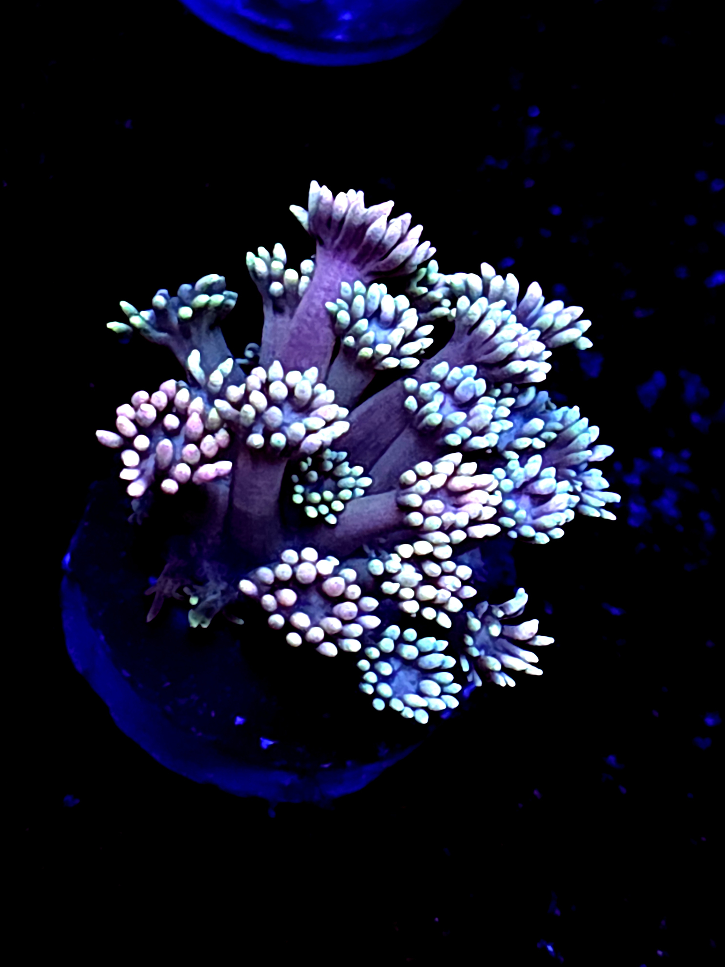 SBB "Dragon Spore" Goni Large