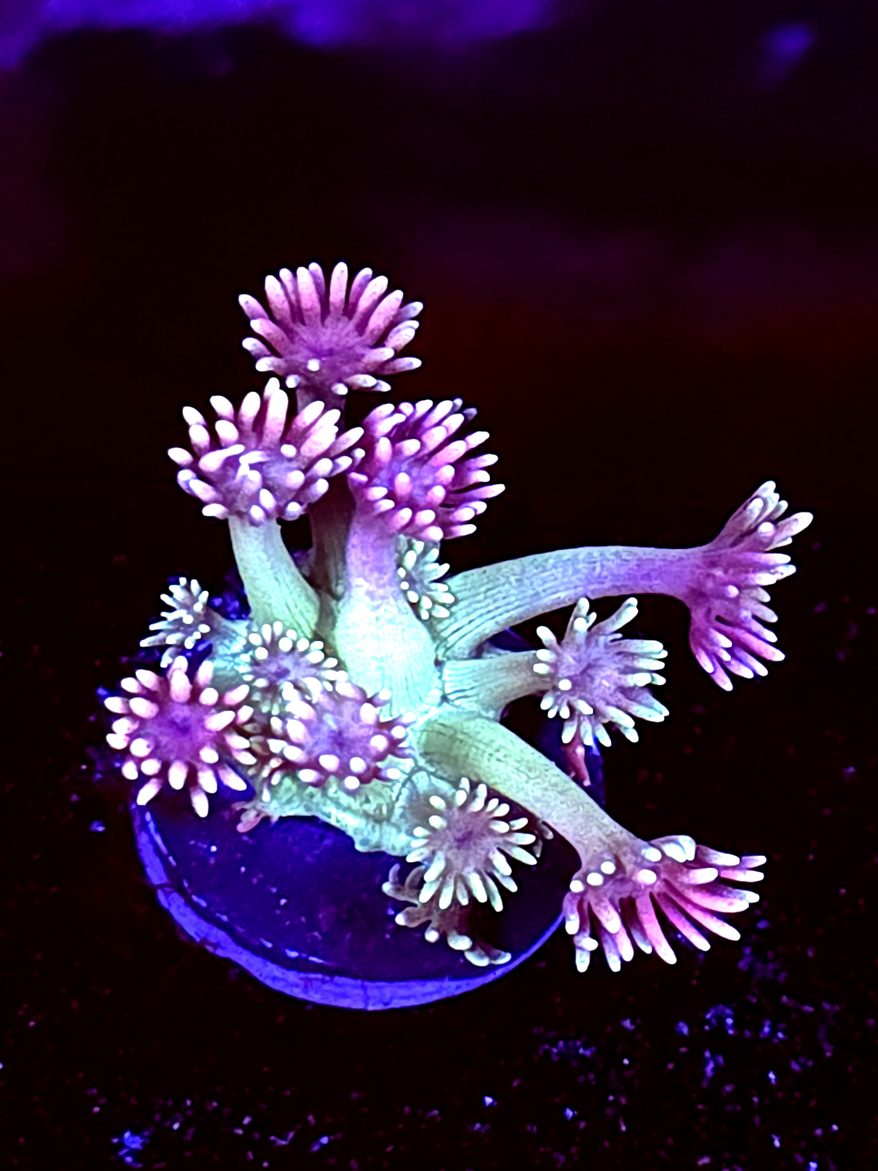 SBB "Tidal Ruin" Goni Medium