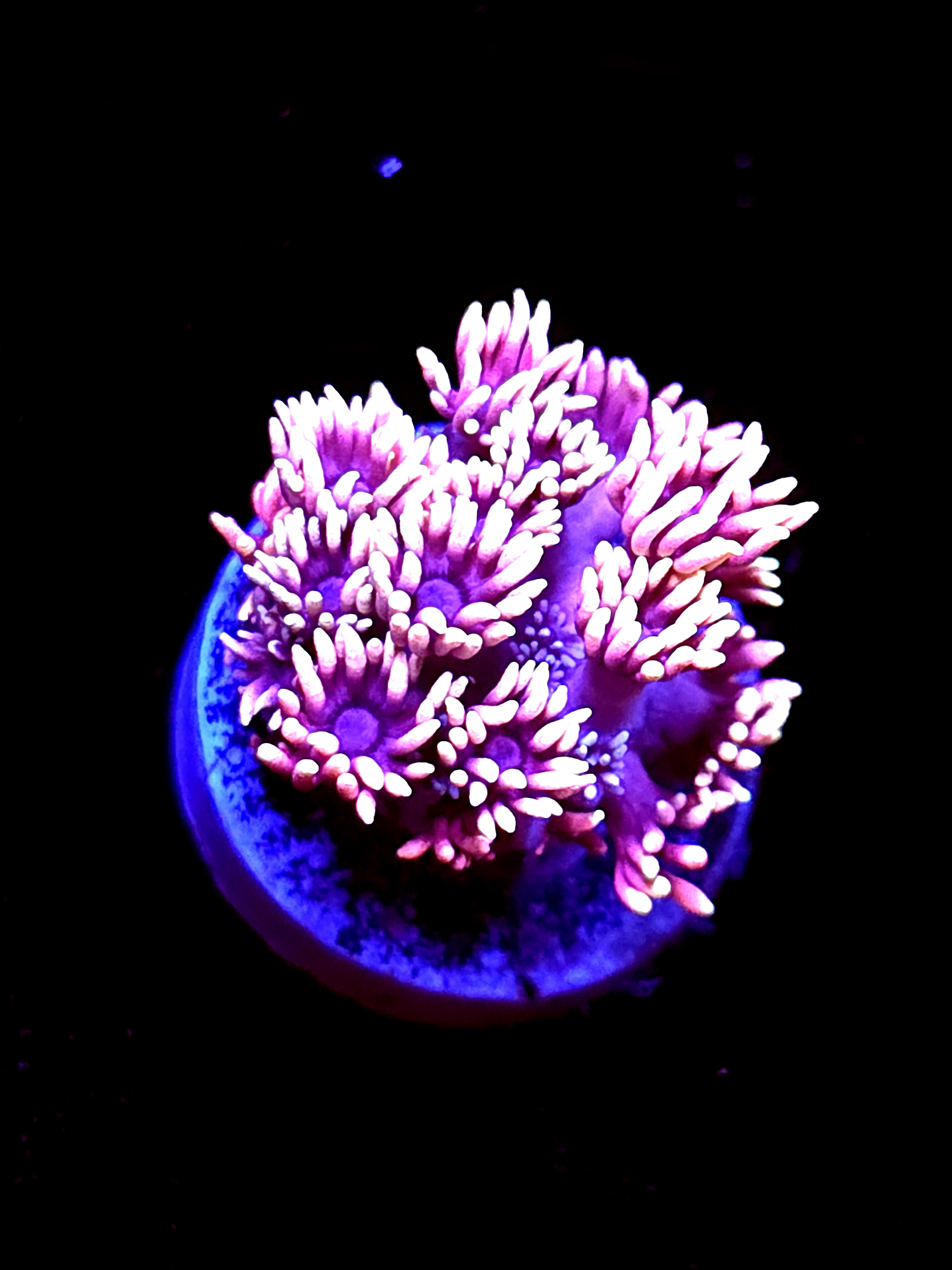 SBB "Cotton Chaos" Goni Medium