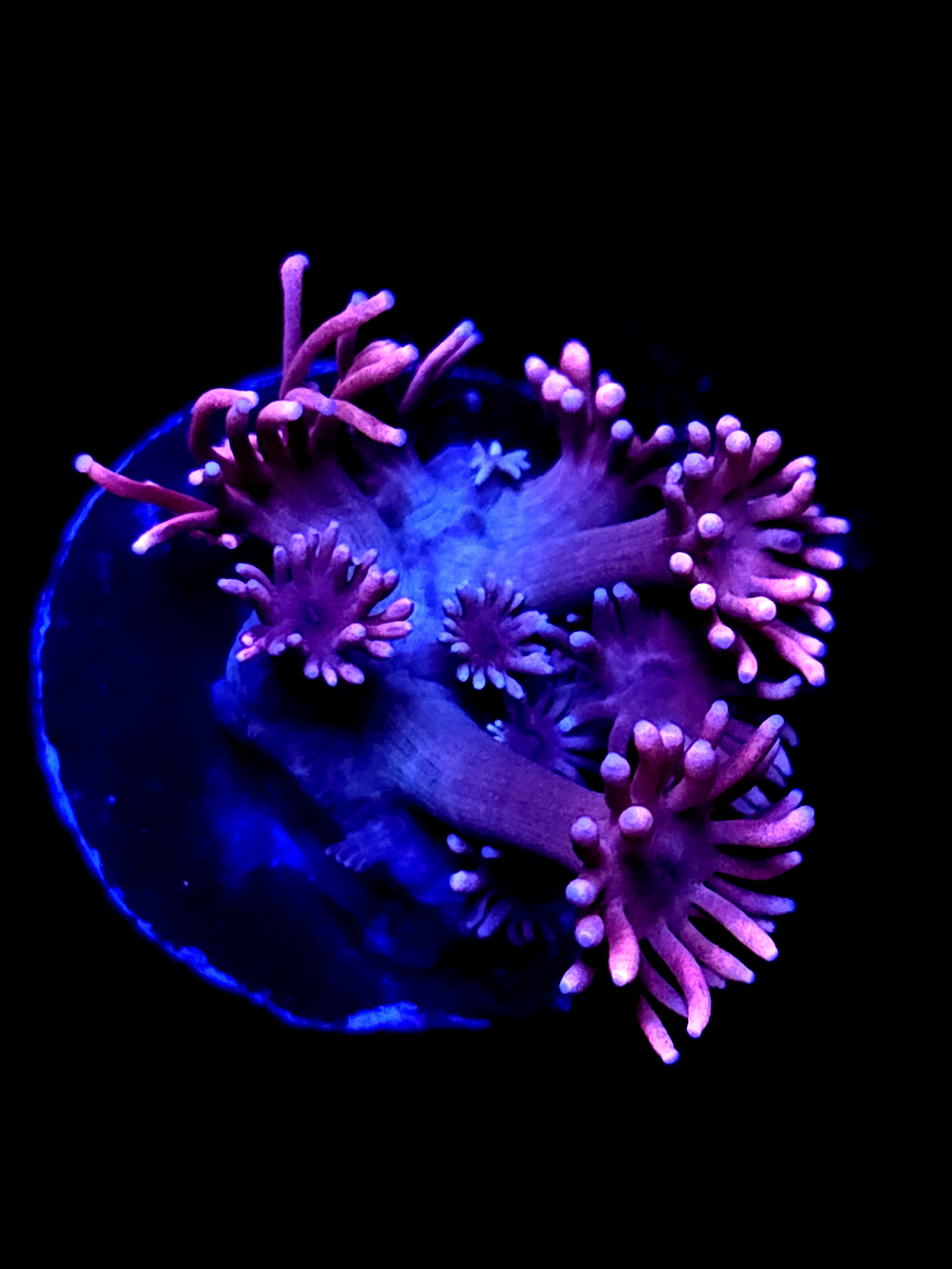 SBB "Ghoul Nectar" Goni Small