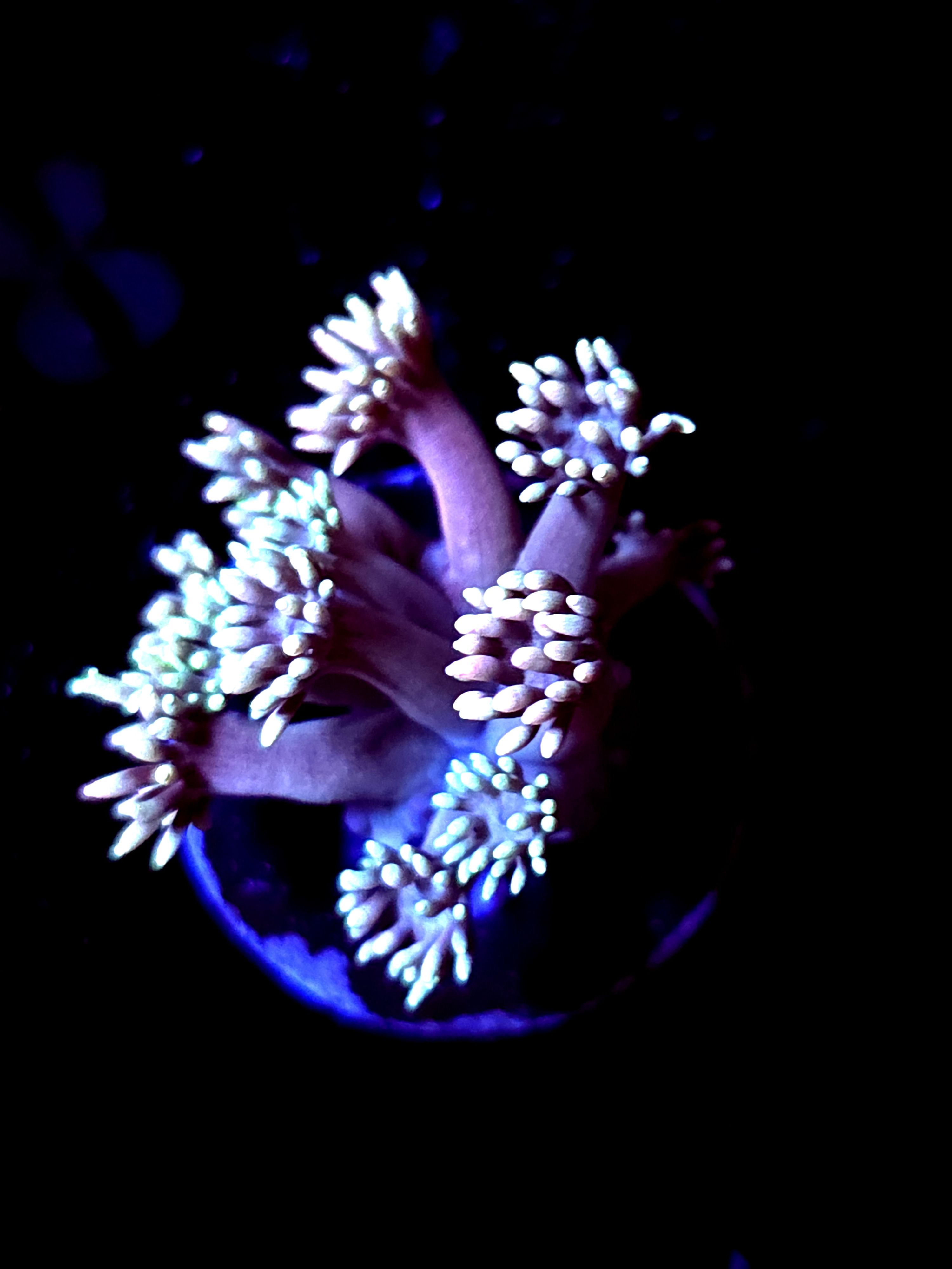 SBB "Dragon Spore" Goni Small