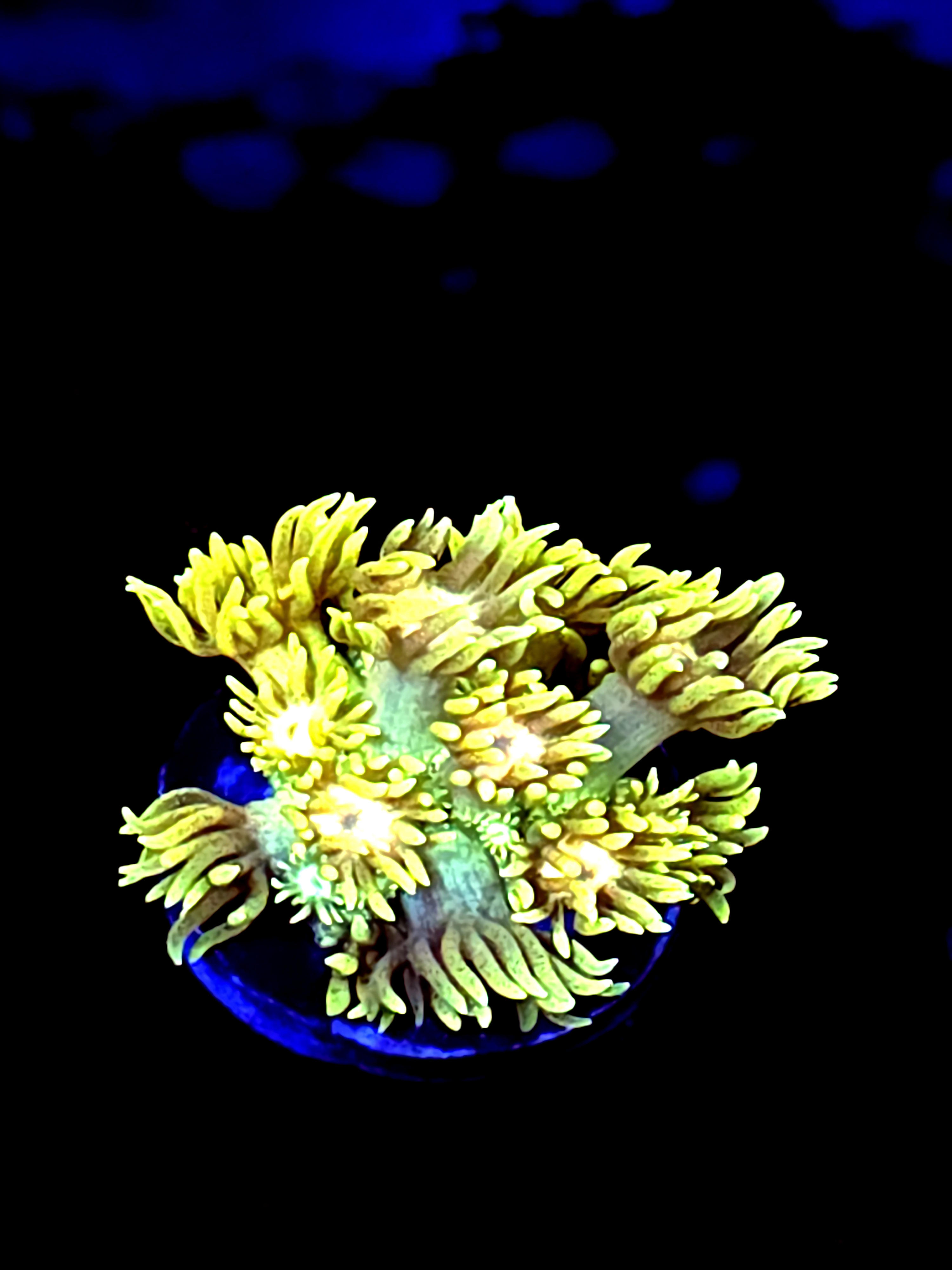 SBB "Undertow Flame" Goni Medium