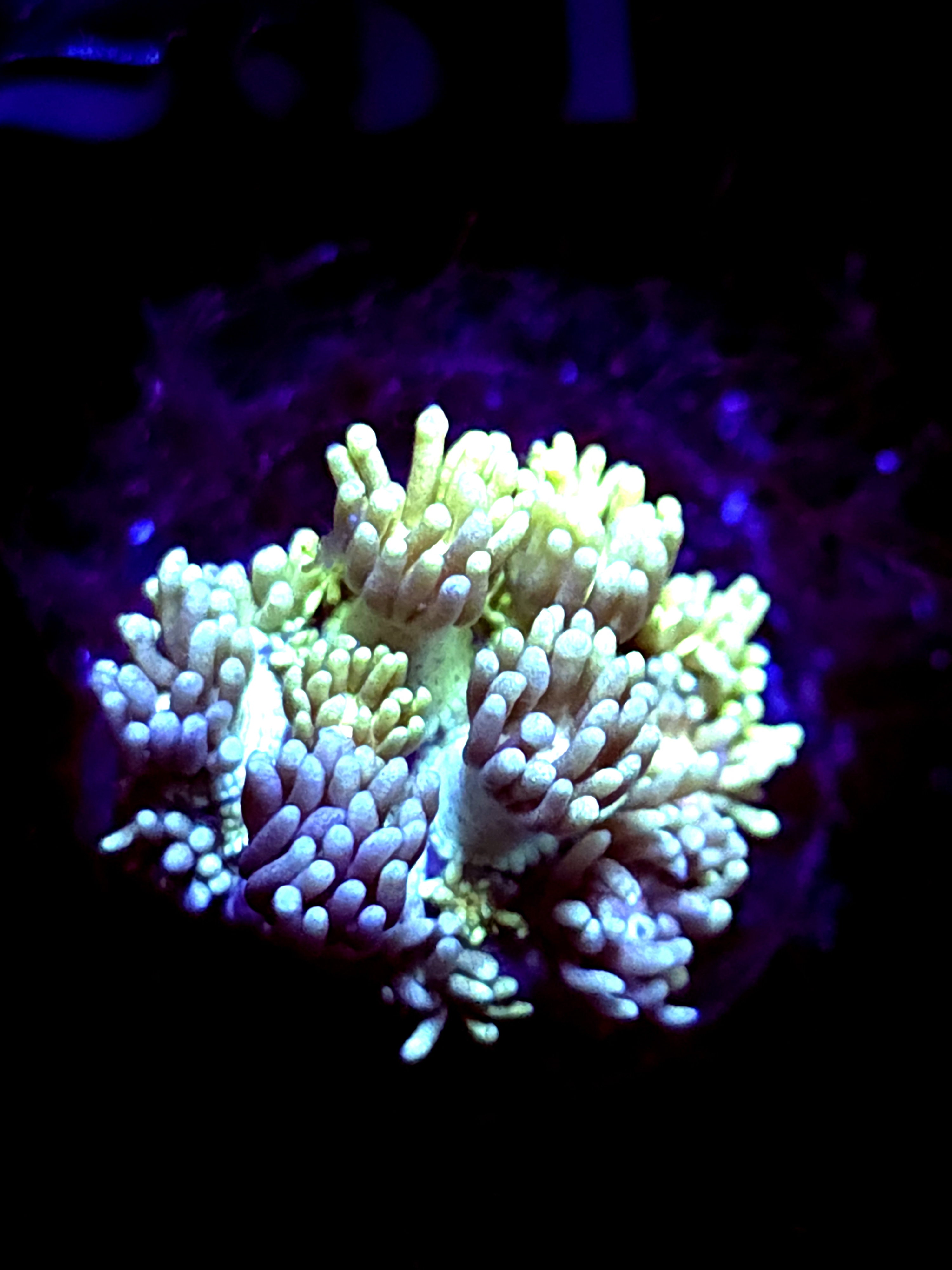 SBB "Gummy Bears" Goni Medium