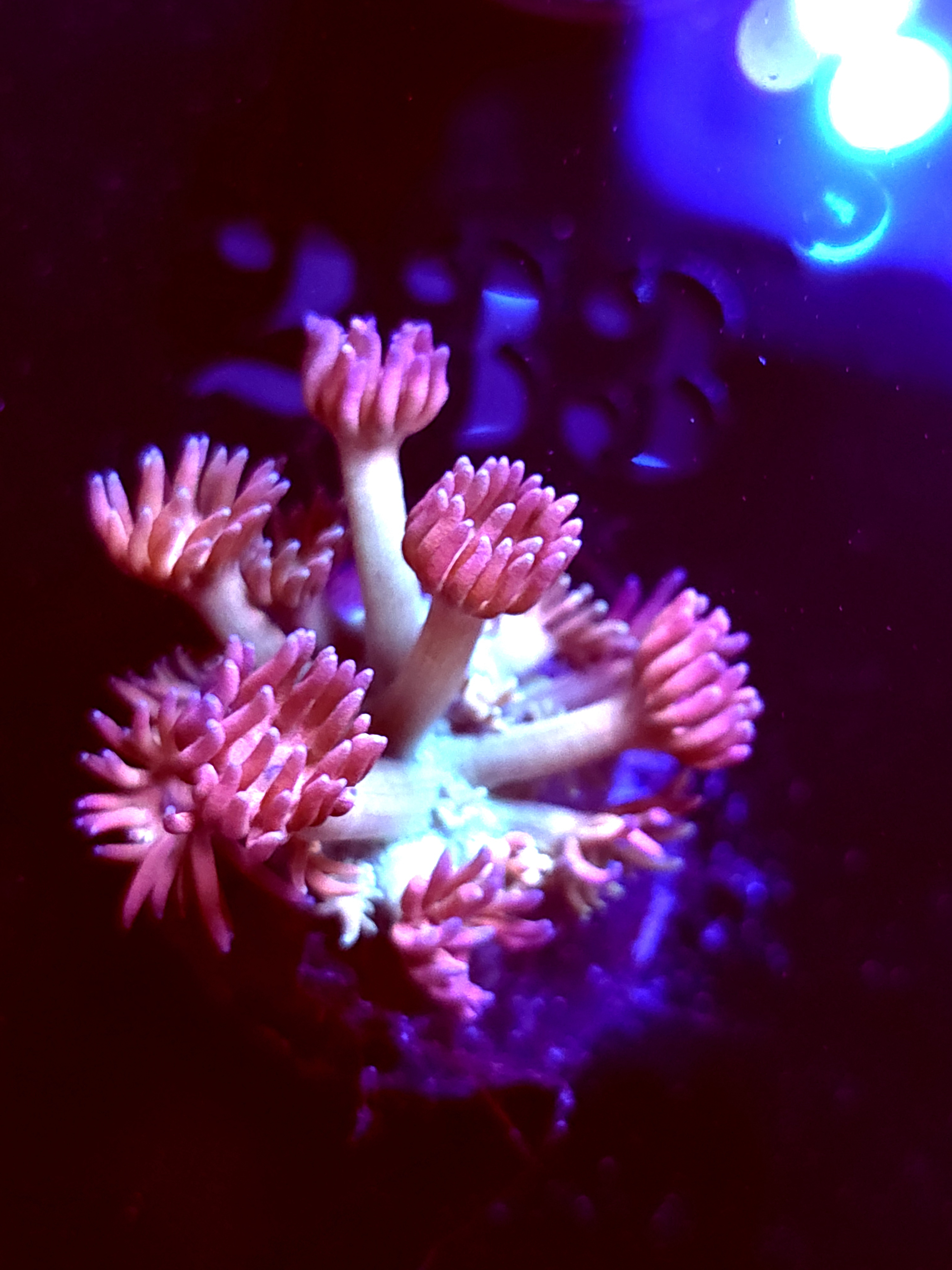 SBB "Mystery Signature" Goni Small