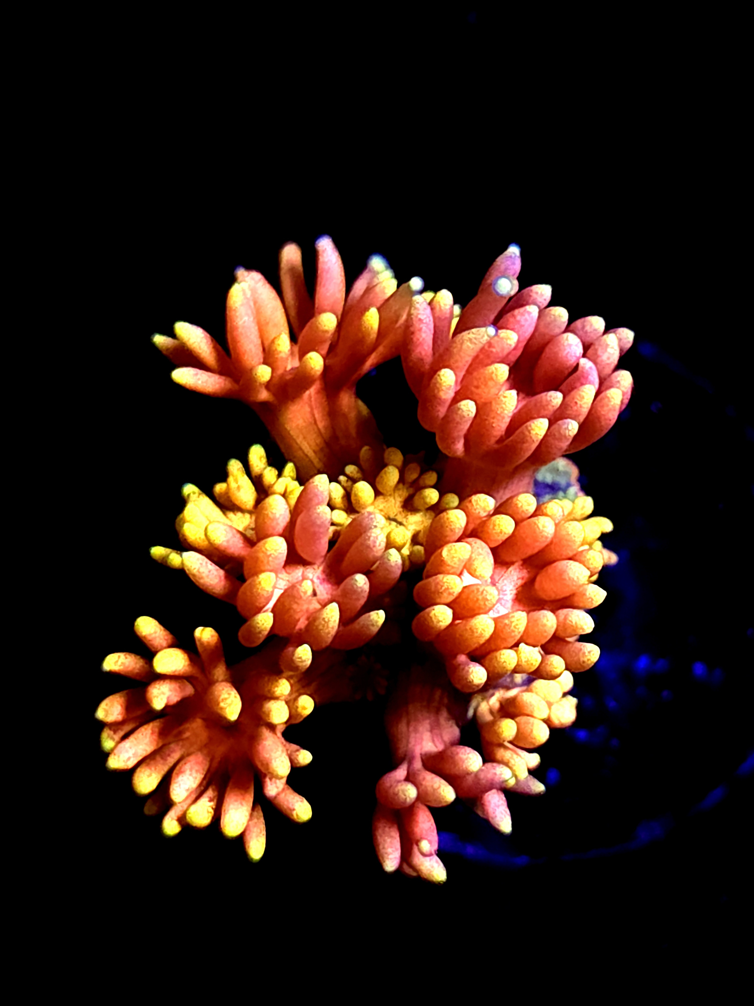 SBB "Frost Fluffy" Goni Small