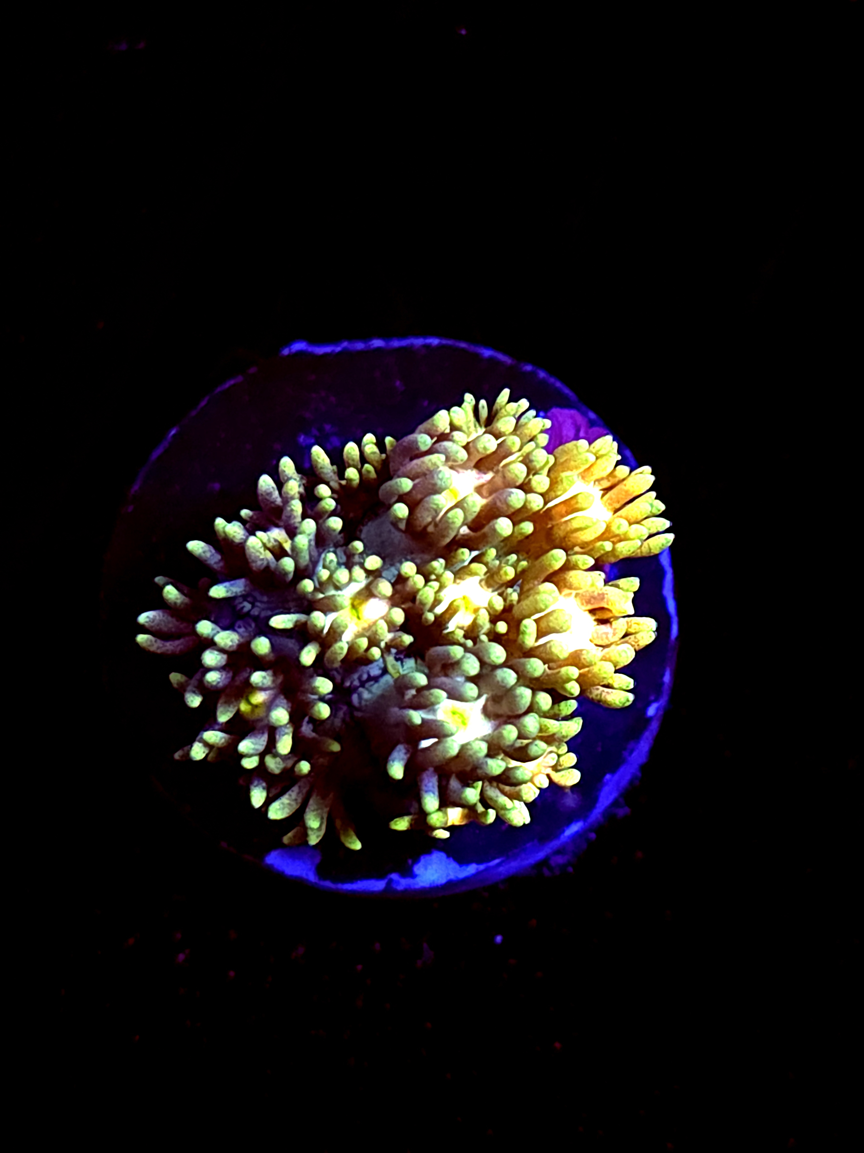 SBB "Coral Wraith" Goni Medium