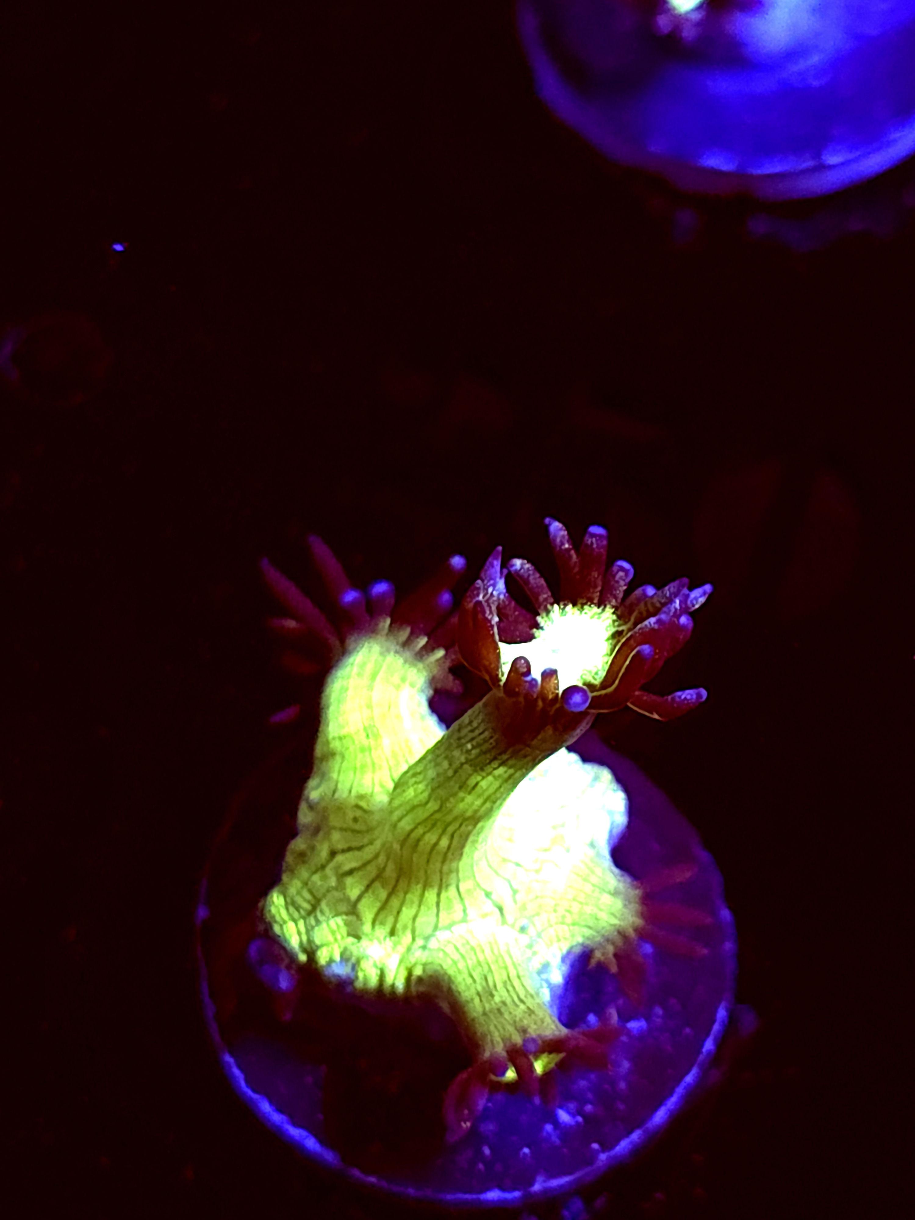 SBB "Gemstone" Goni Small