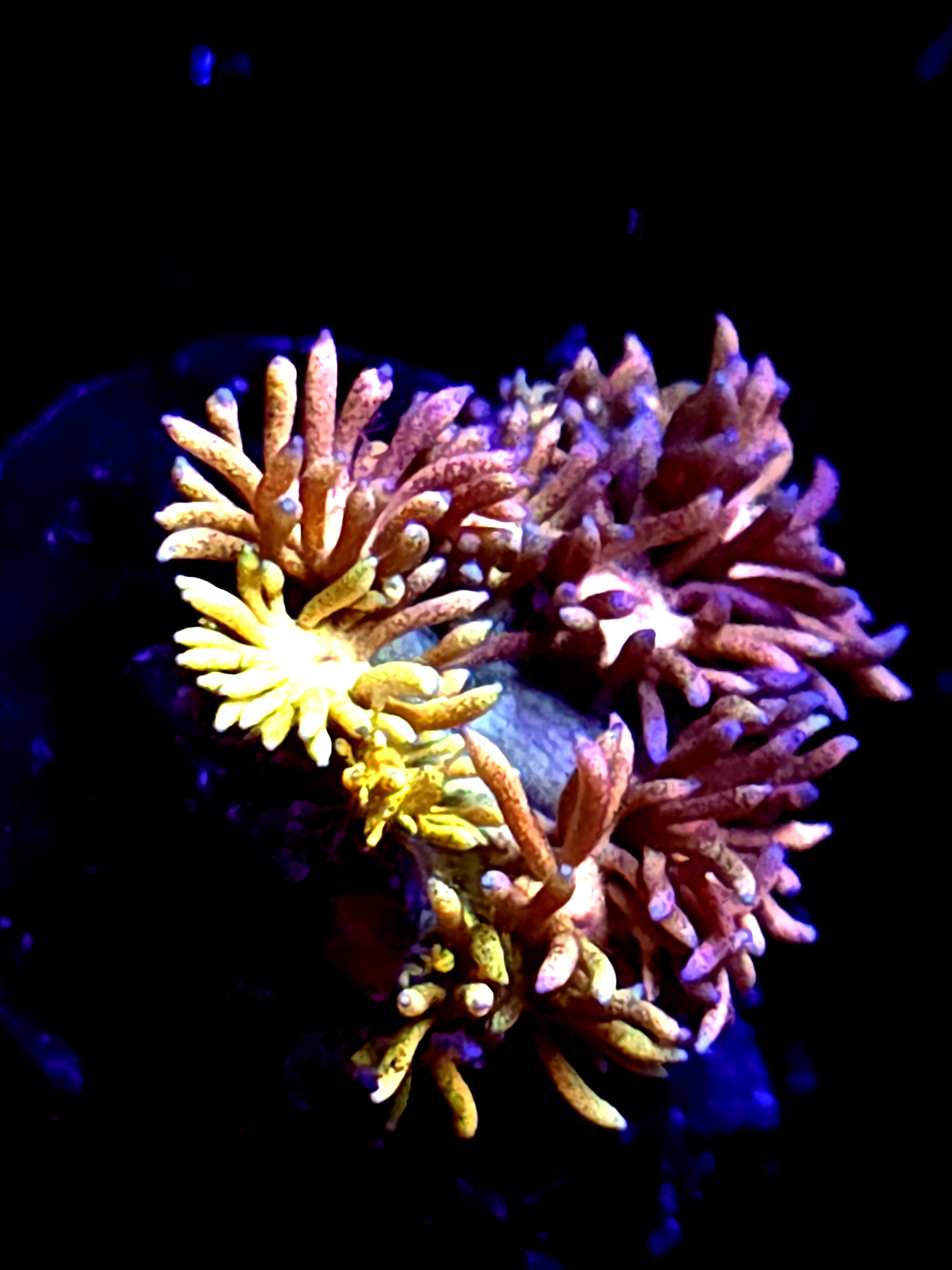 SBB "Gummy Tummy" Goni Medium