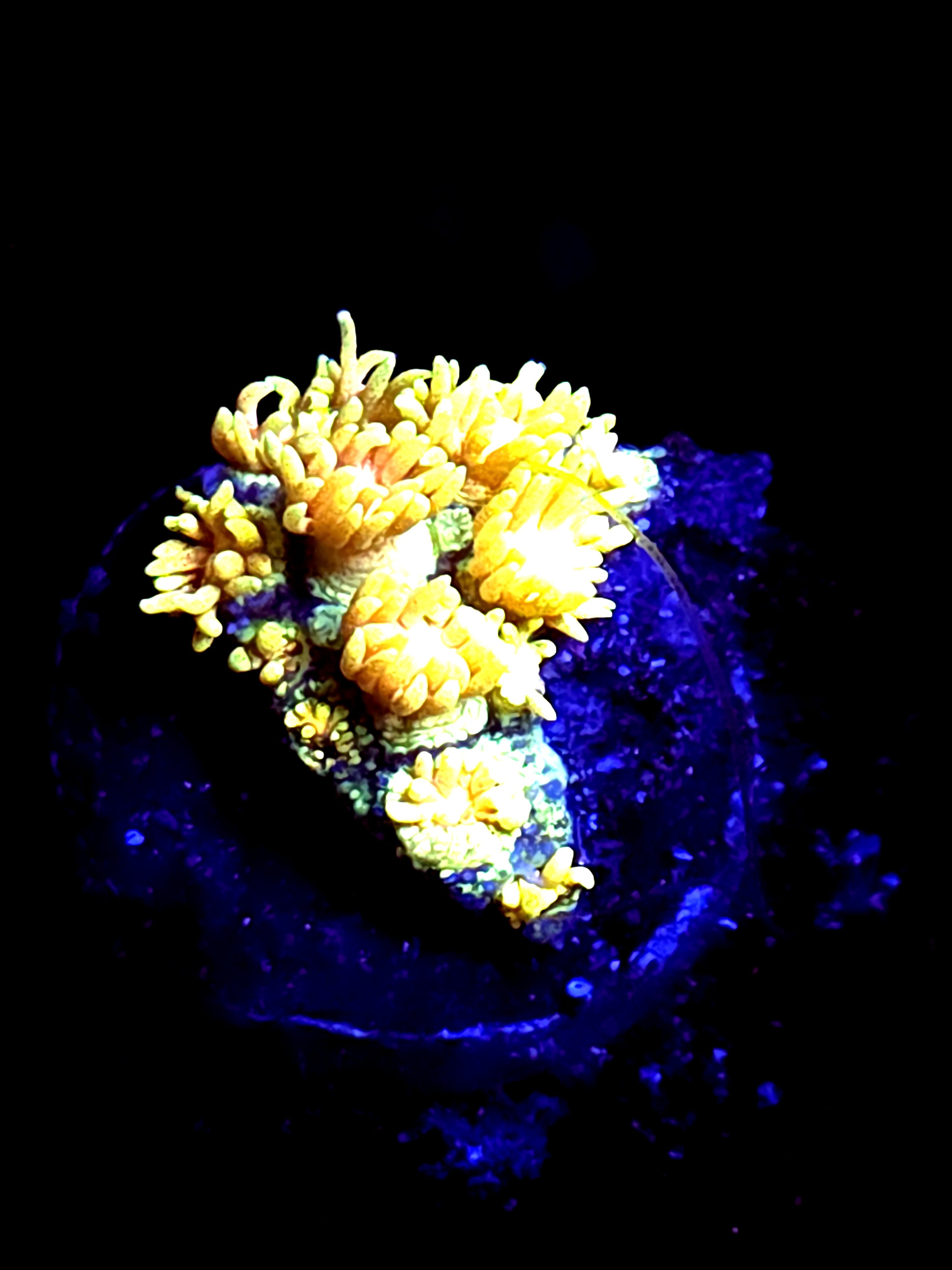 SBB "Jelly Belly" Goni Medium