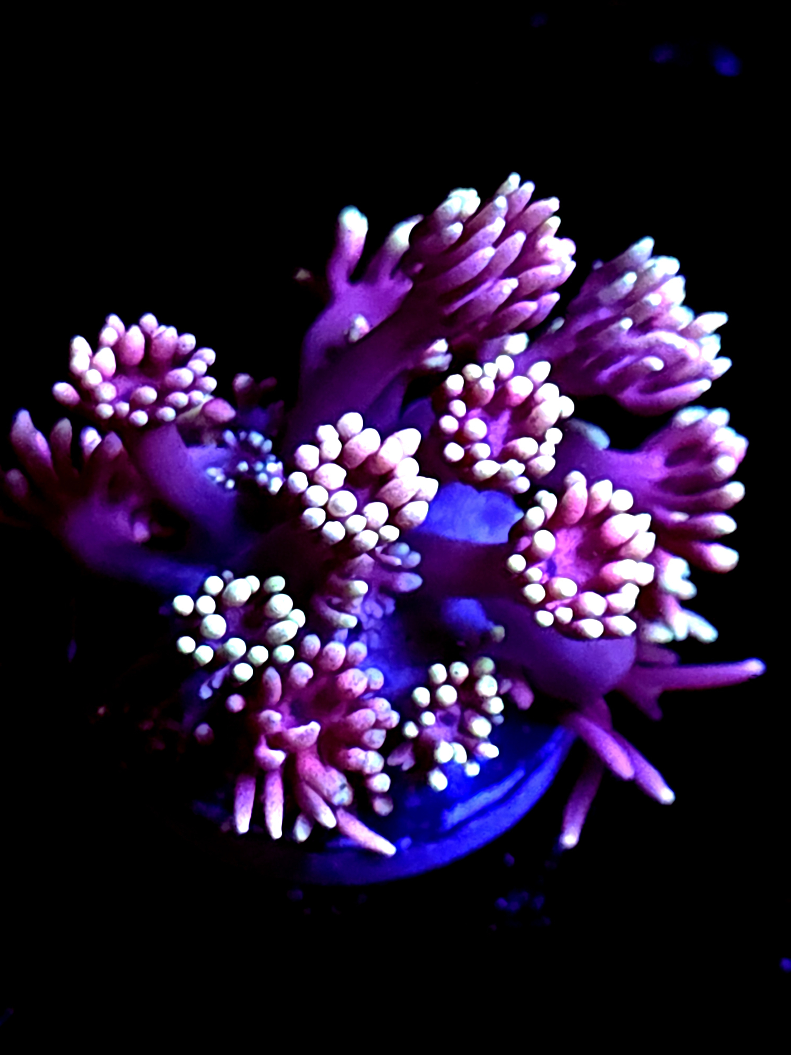 SBB "Candy Havoc" Goni Medium