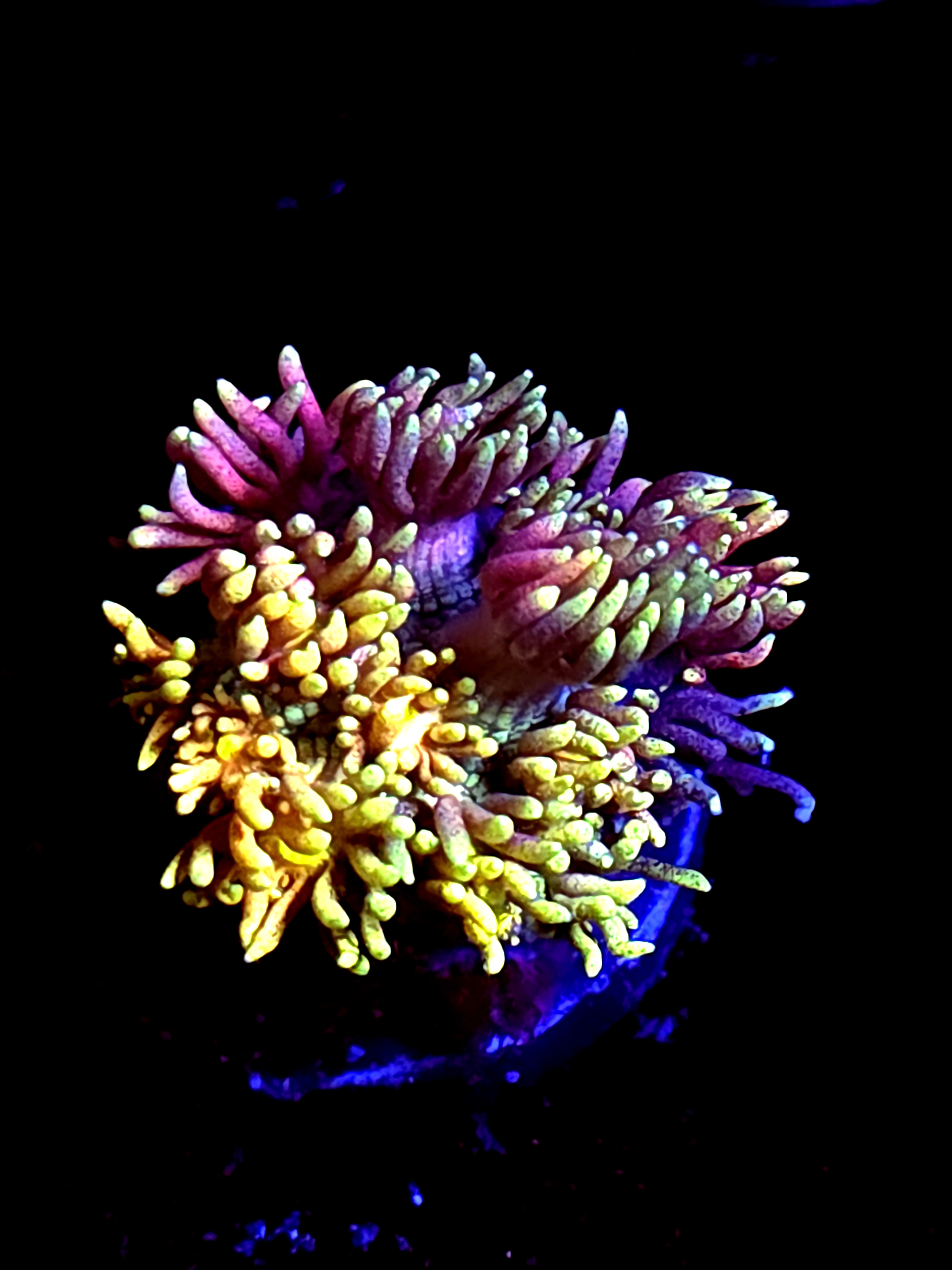 SBB "Scorch Flow" Goni Medium