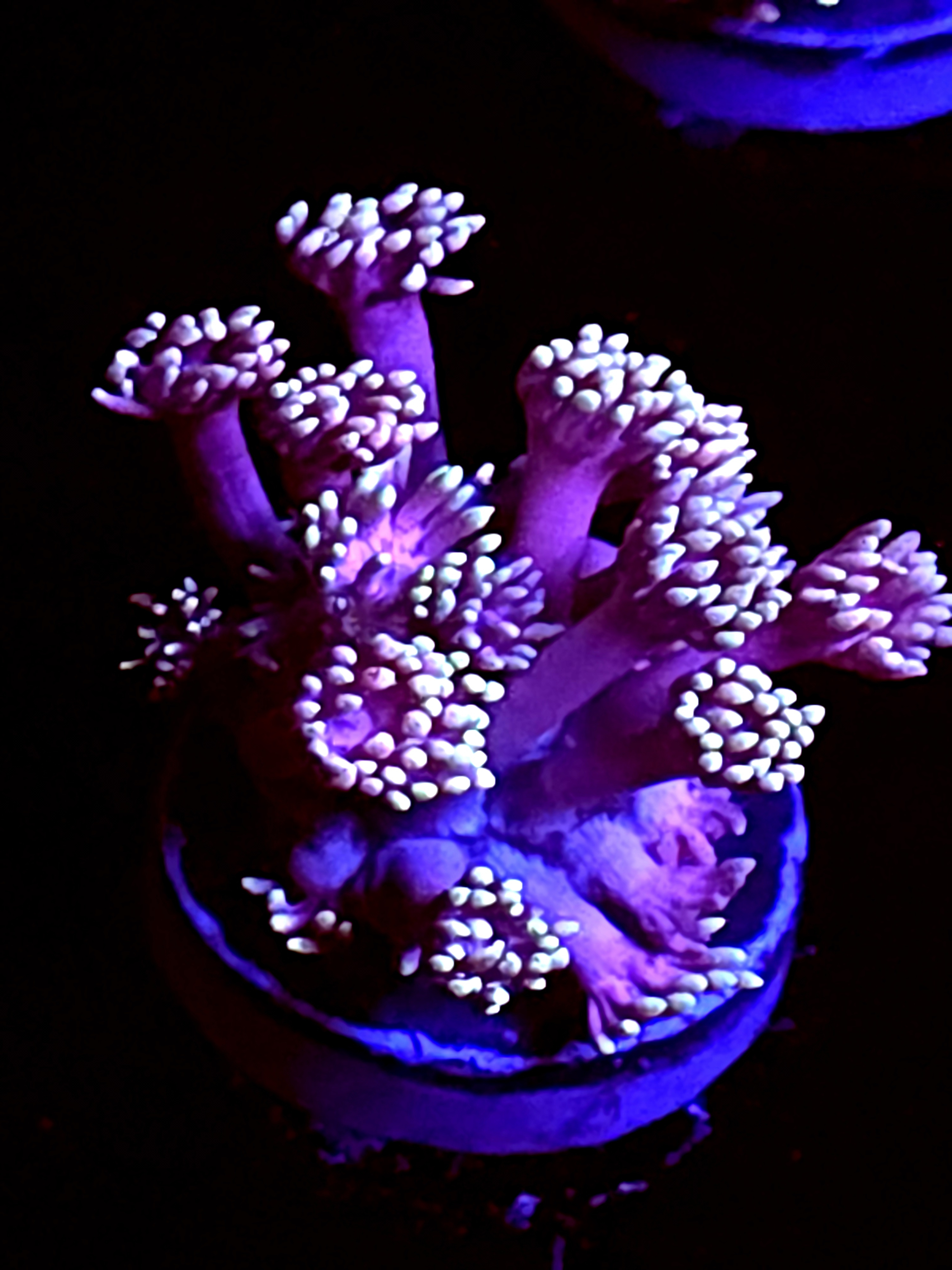 SBB "White Snow" Goni Medium