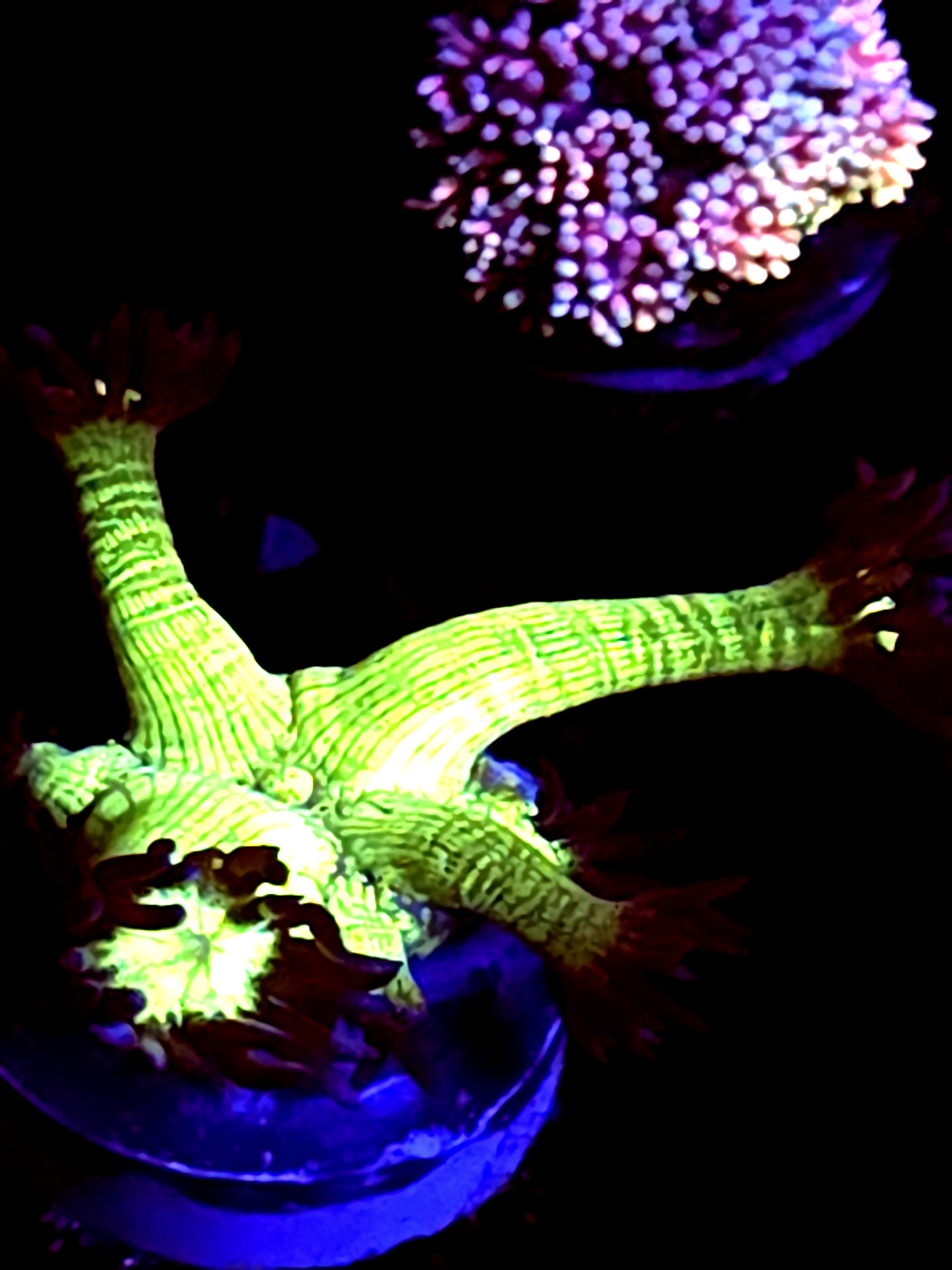 SBB "Gemstone" Goni Medium