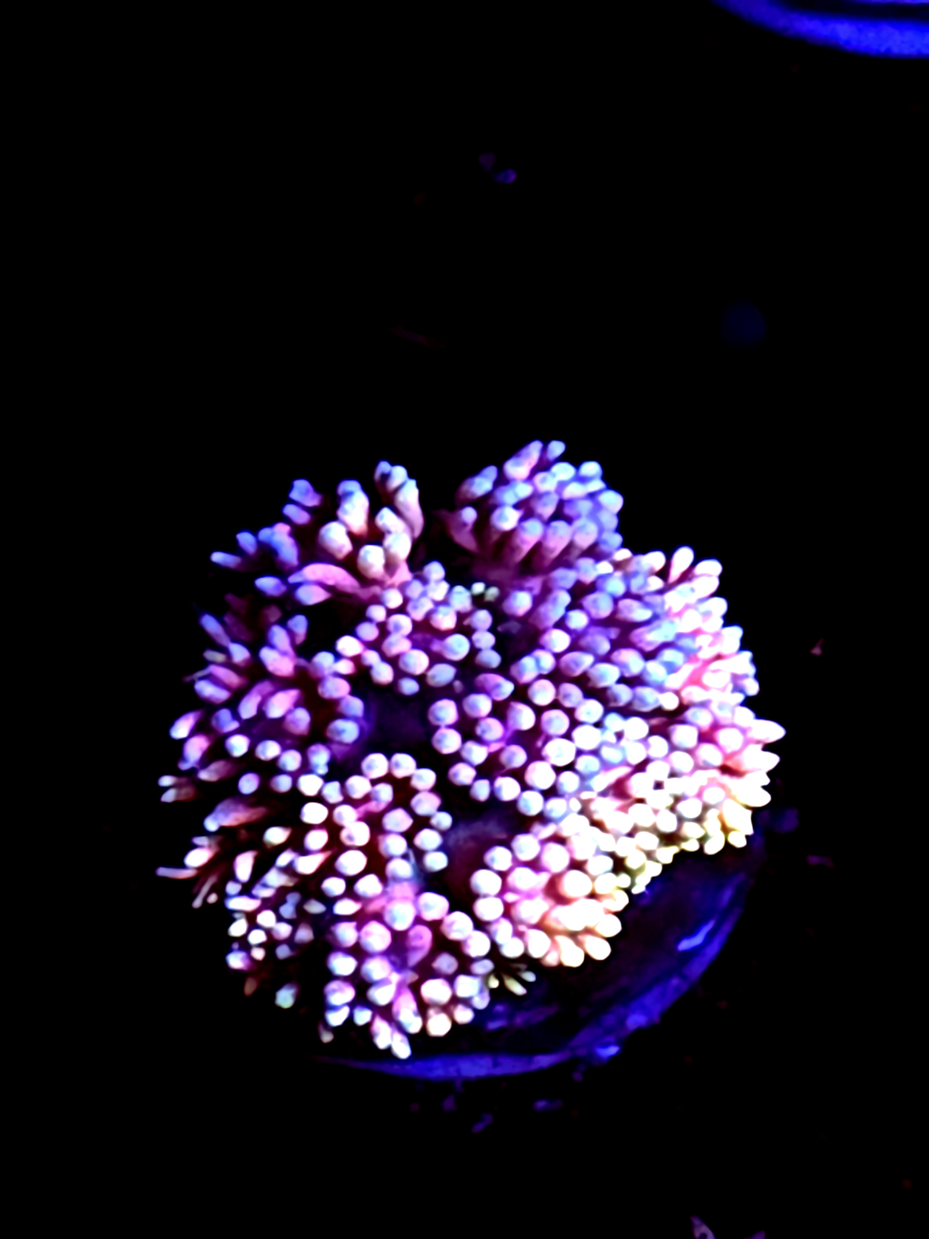 SBB "Rainbow Potion" Goni Medium