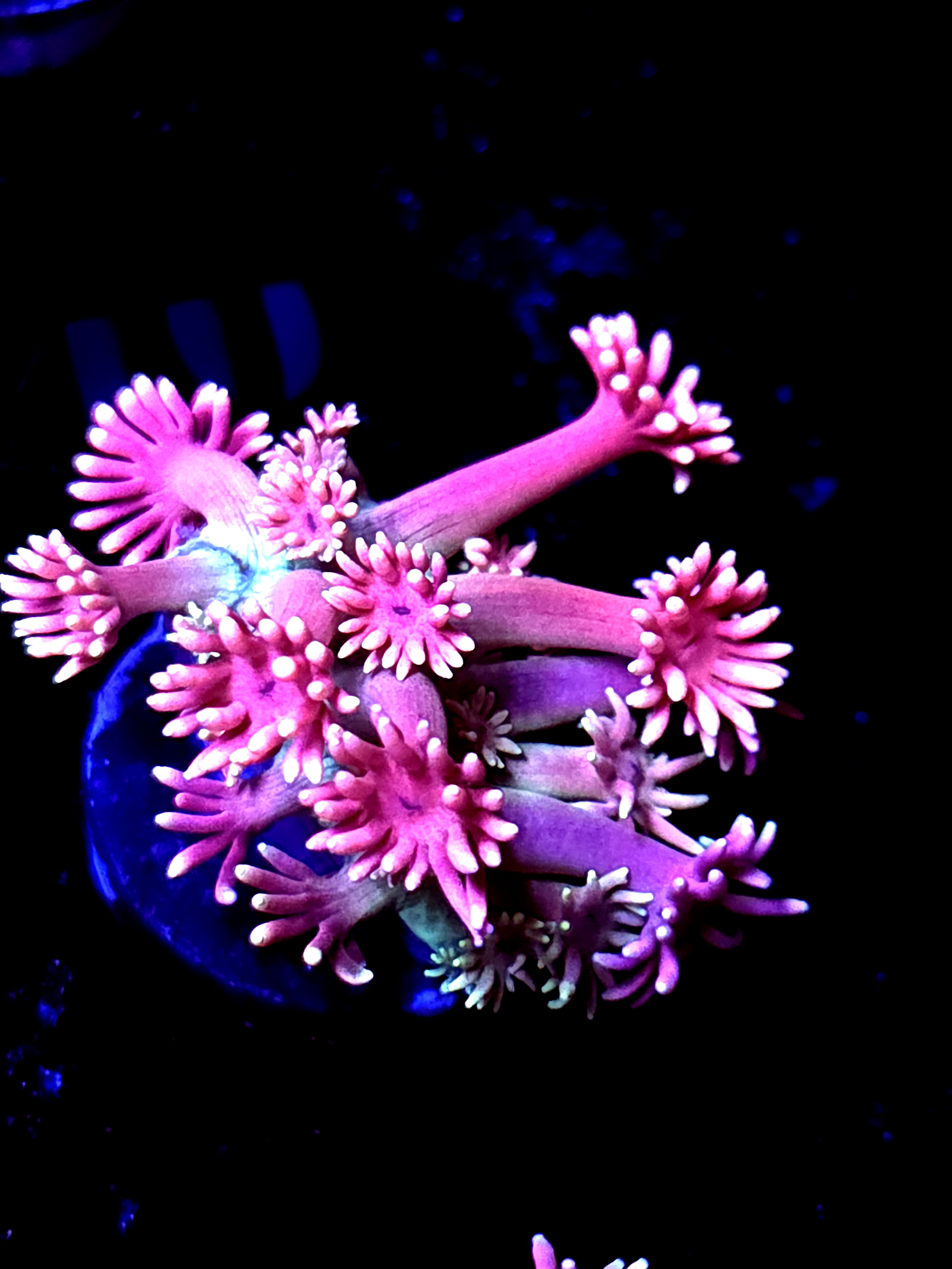 SBB "Tidal Ruin" Goni Medium