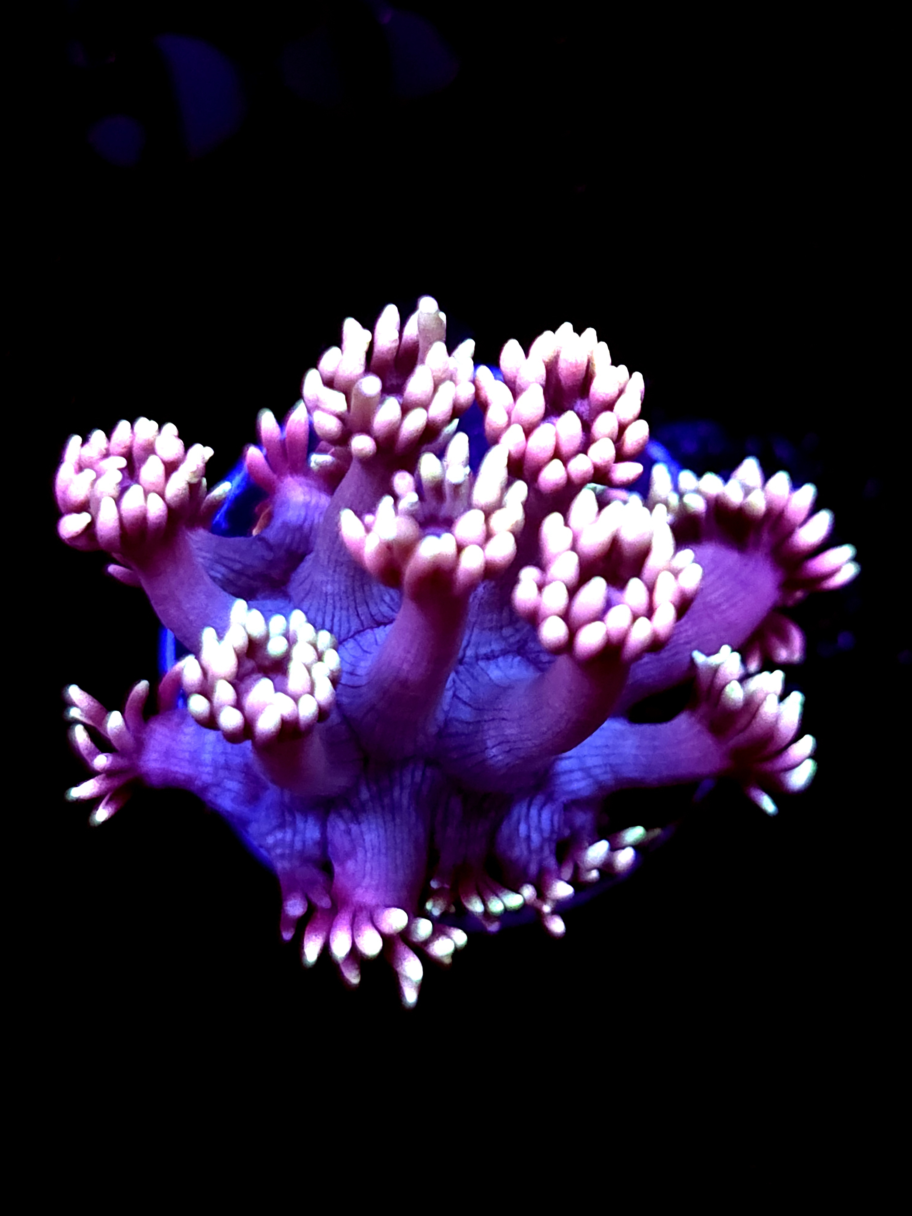 SBB "Storm Fang" Goni Medium